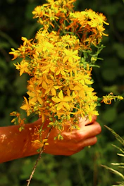 A hand holds a bouquet of yellow flowers.