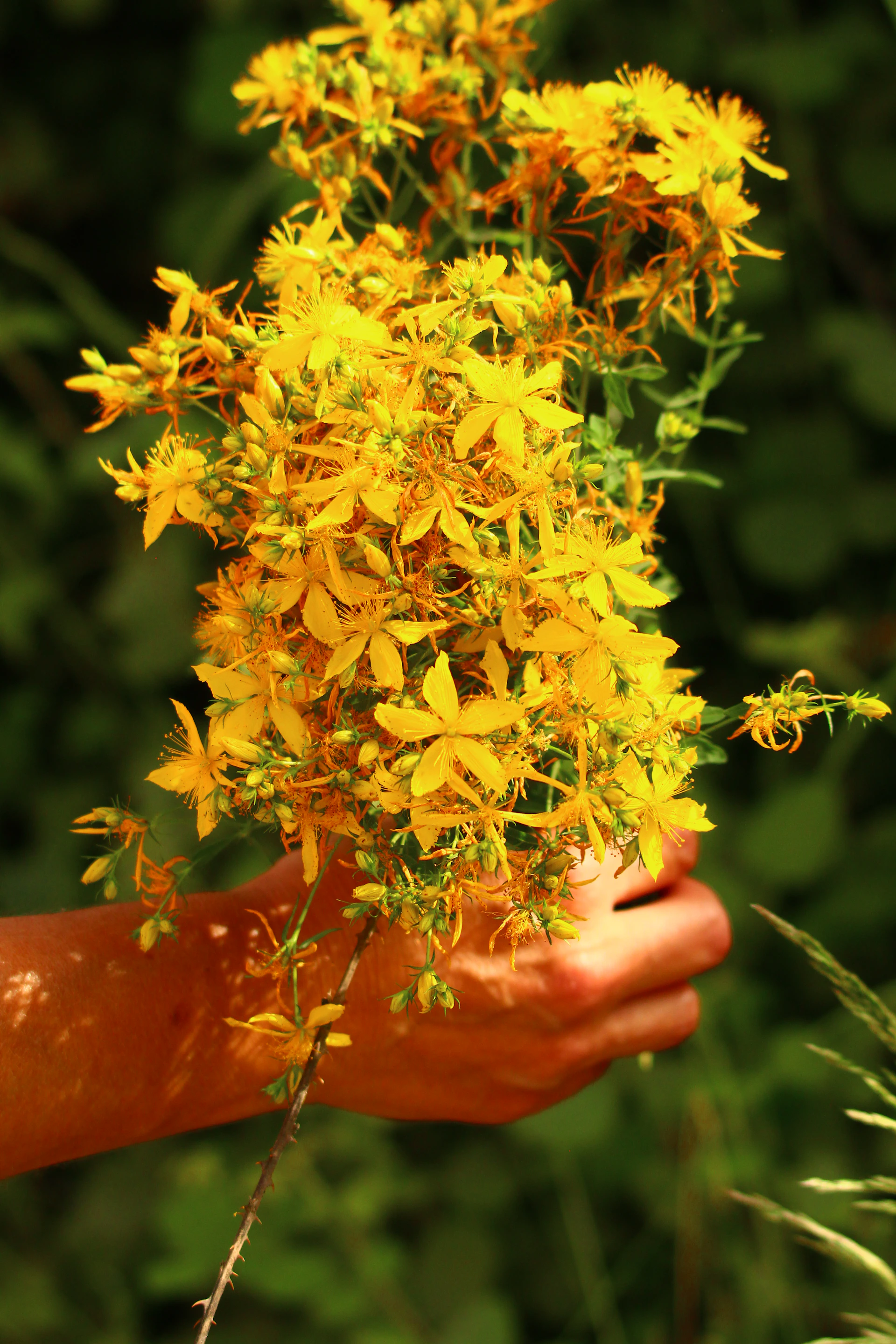 A hand holds a bouquet of yellow flowers.