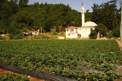 A mosque stands near a lush green field.