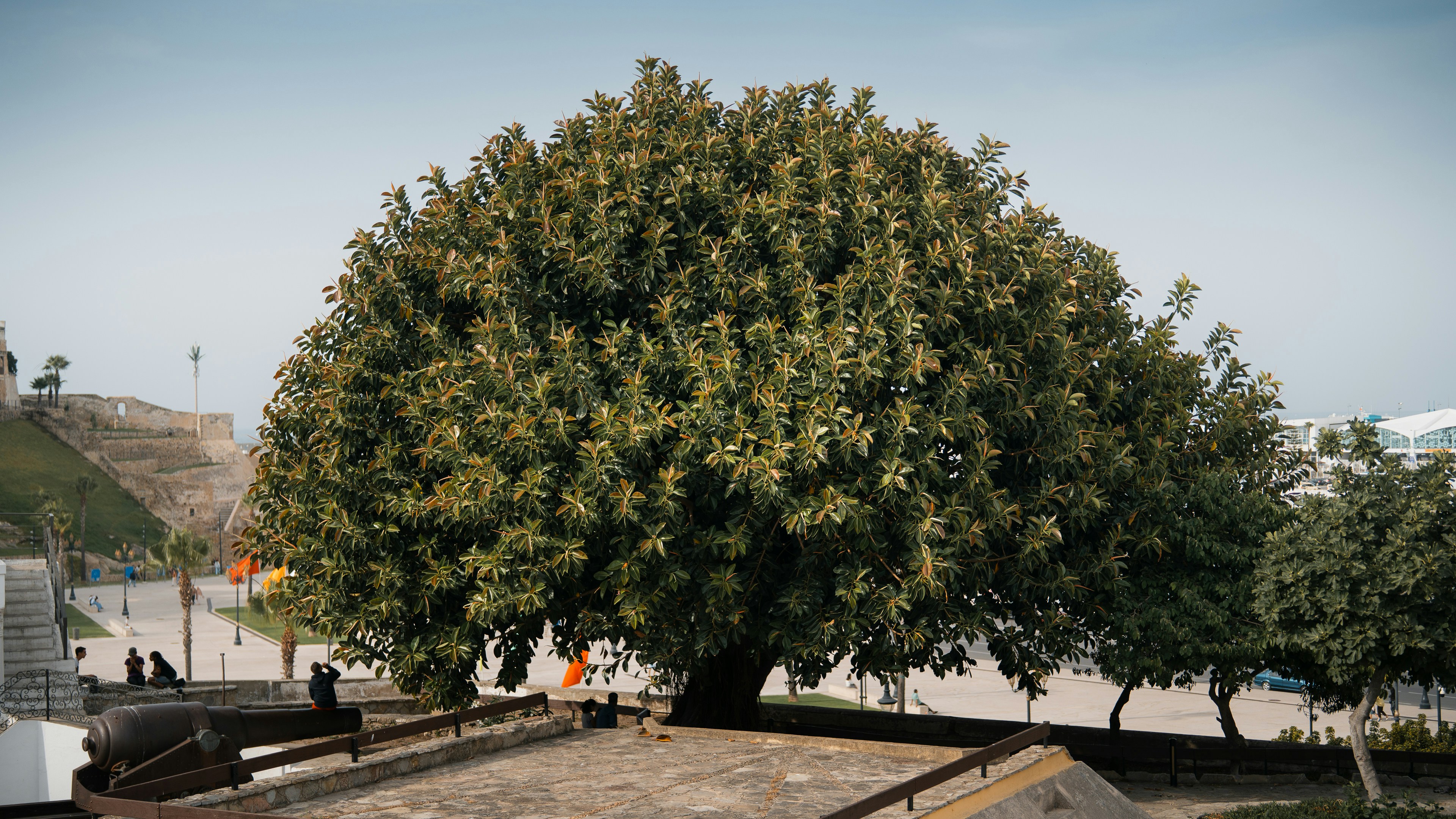 A large tree stands in the park.