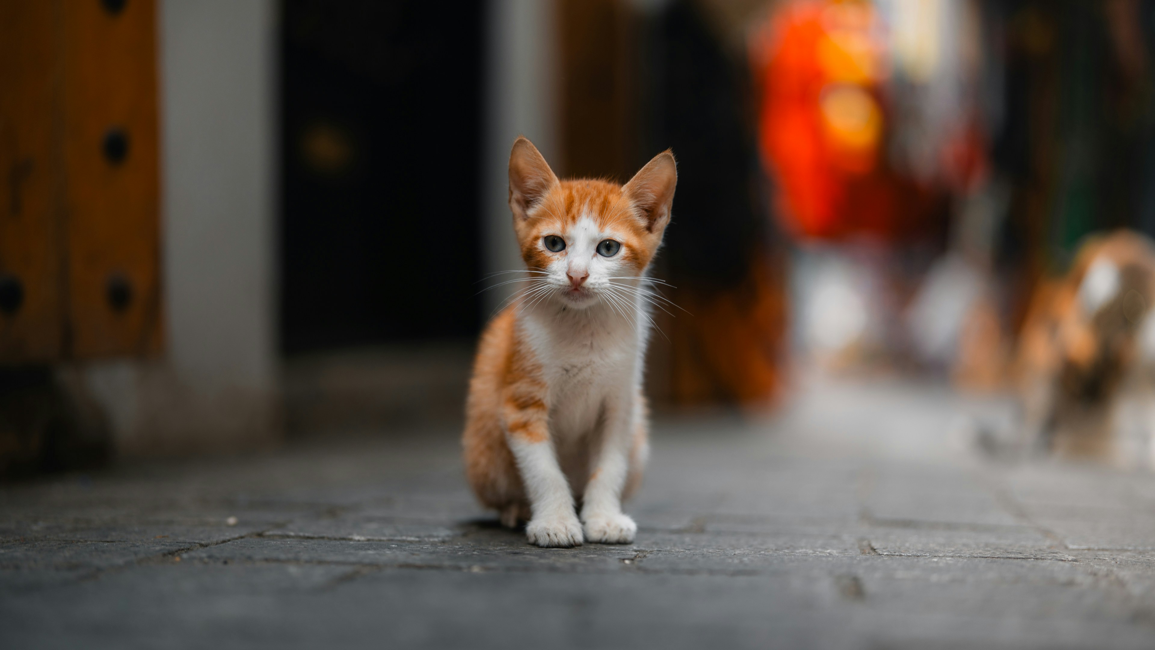 A small kitten sits on the ground.