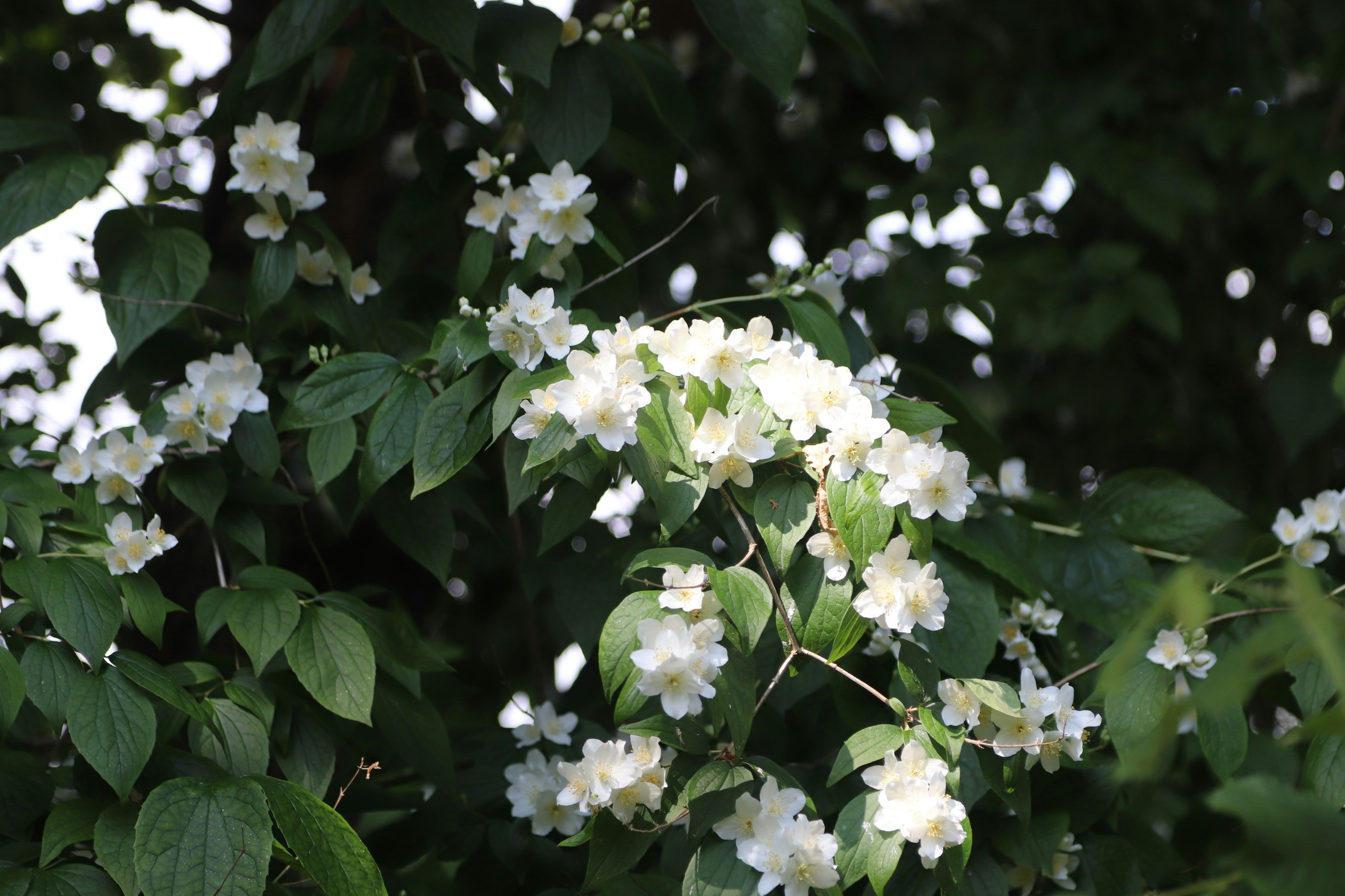 Photo by tanyabarrow