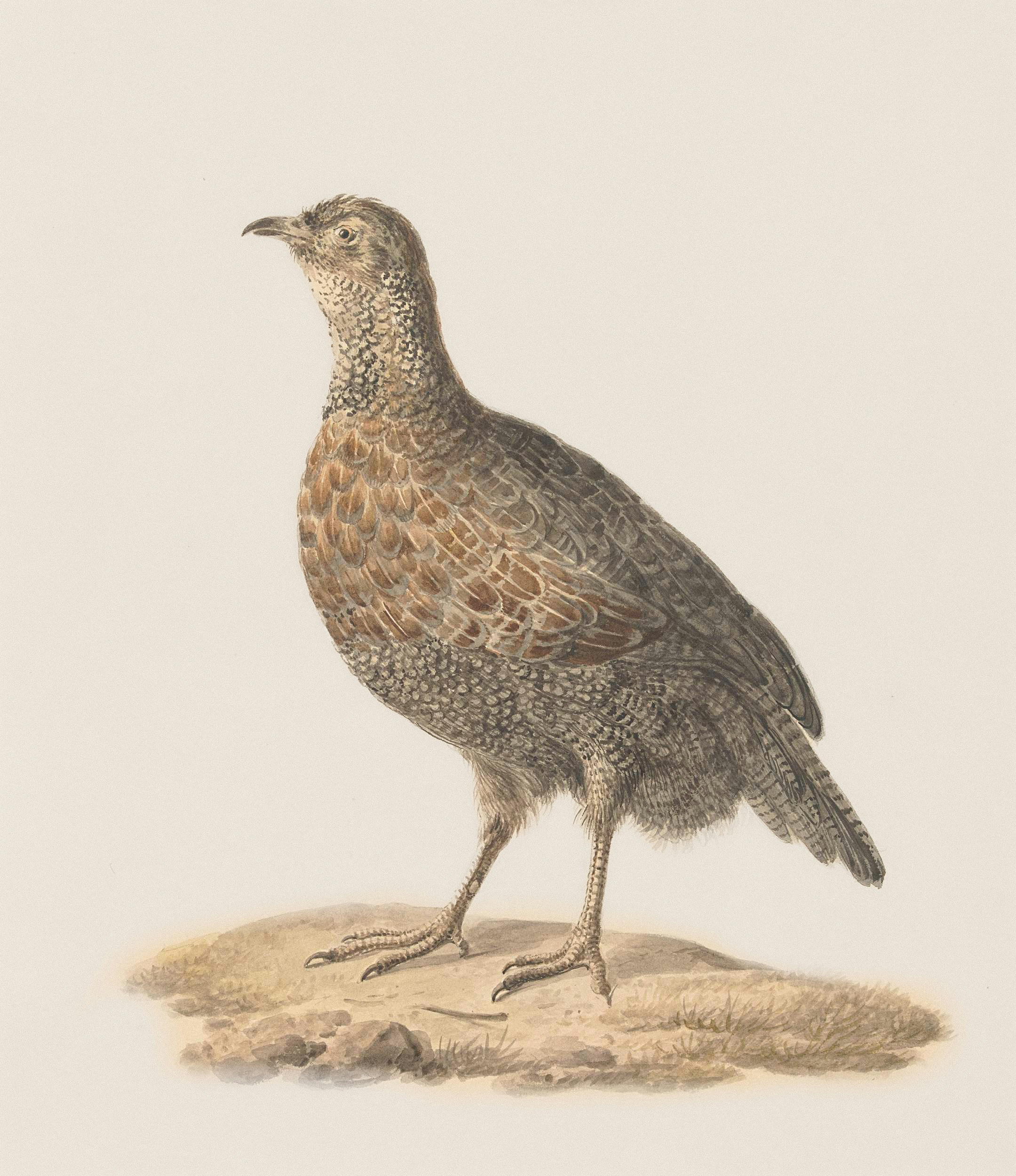 Un uccello maculato di marrone si trova su una chiazza sabbiosa.