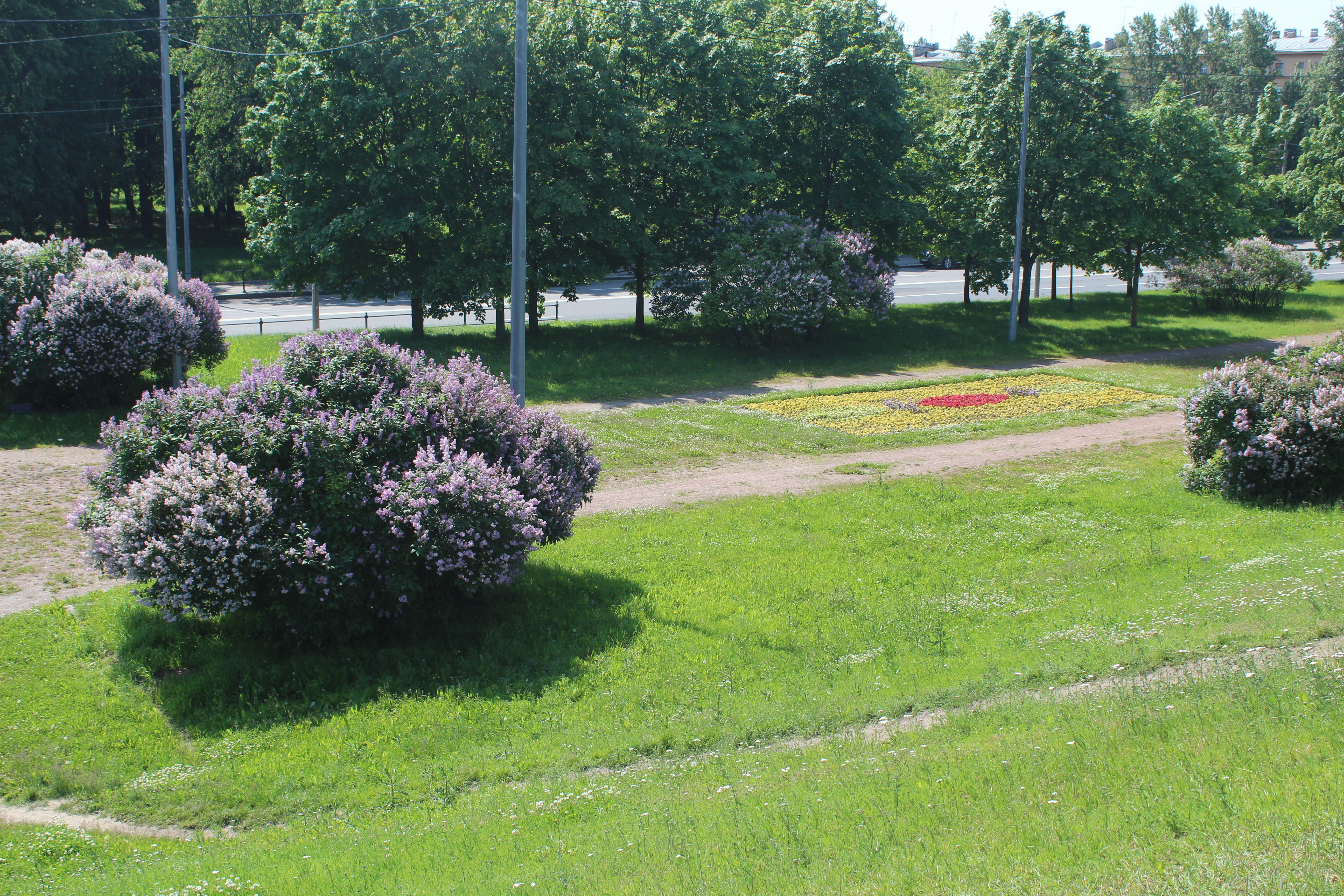 Lilac bushes and green grass in a sunny park.