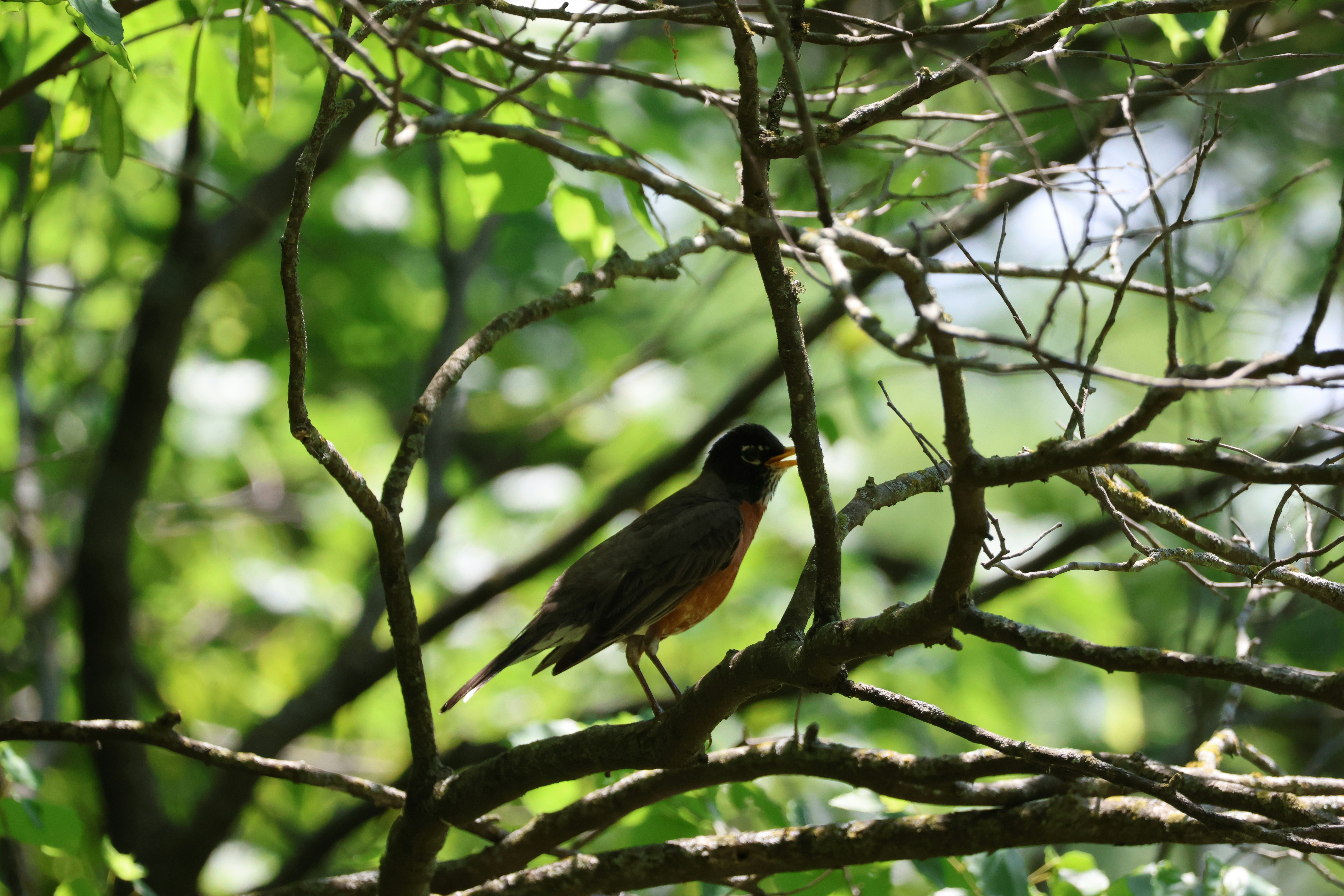 Photo by cornthechicken