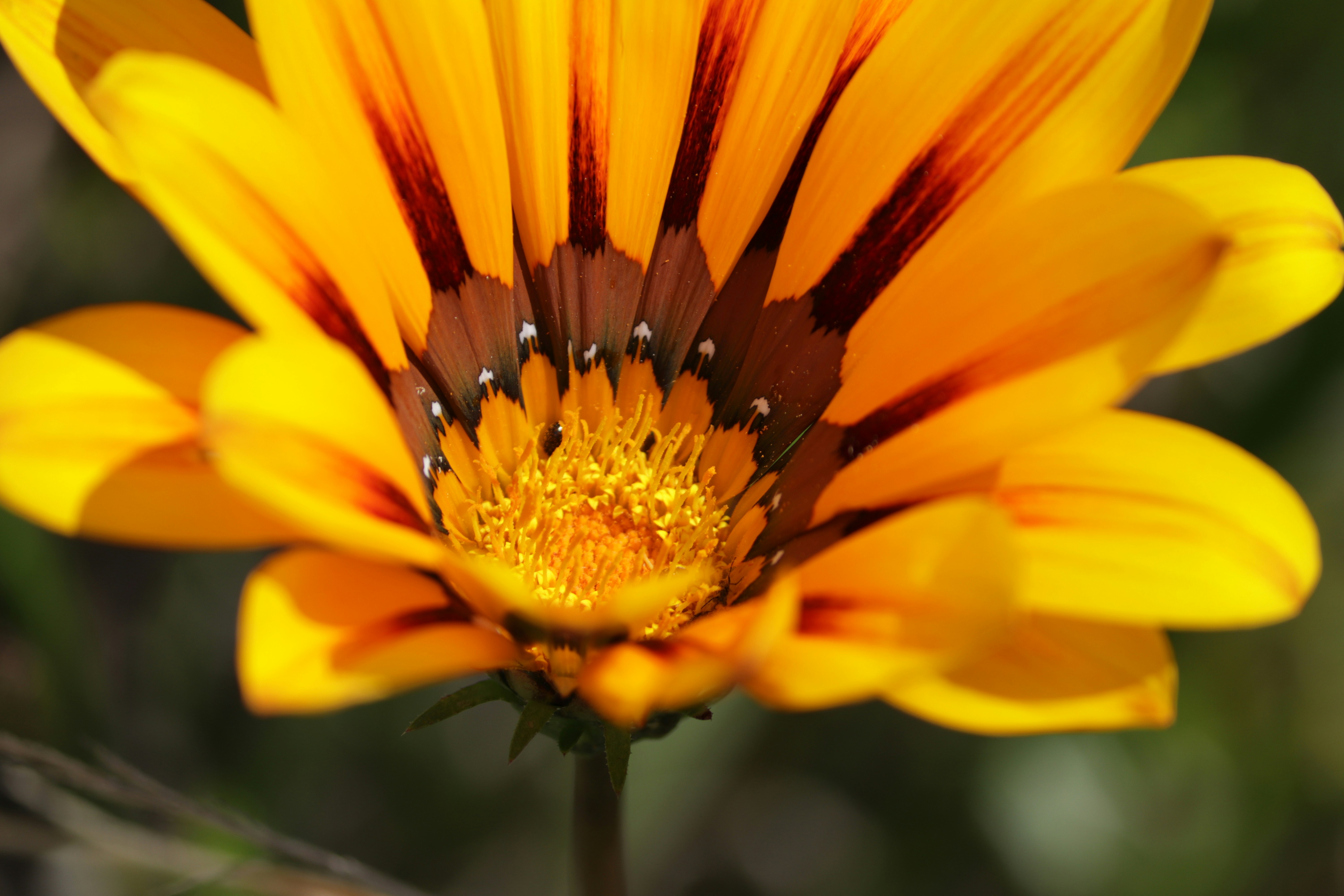 Photo by anykikiphotography