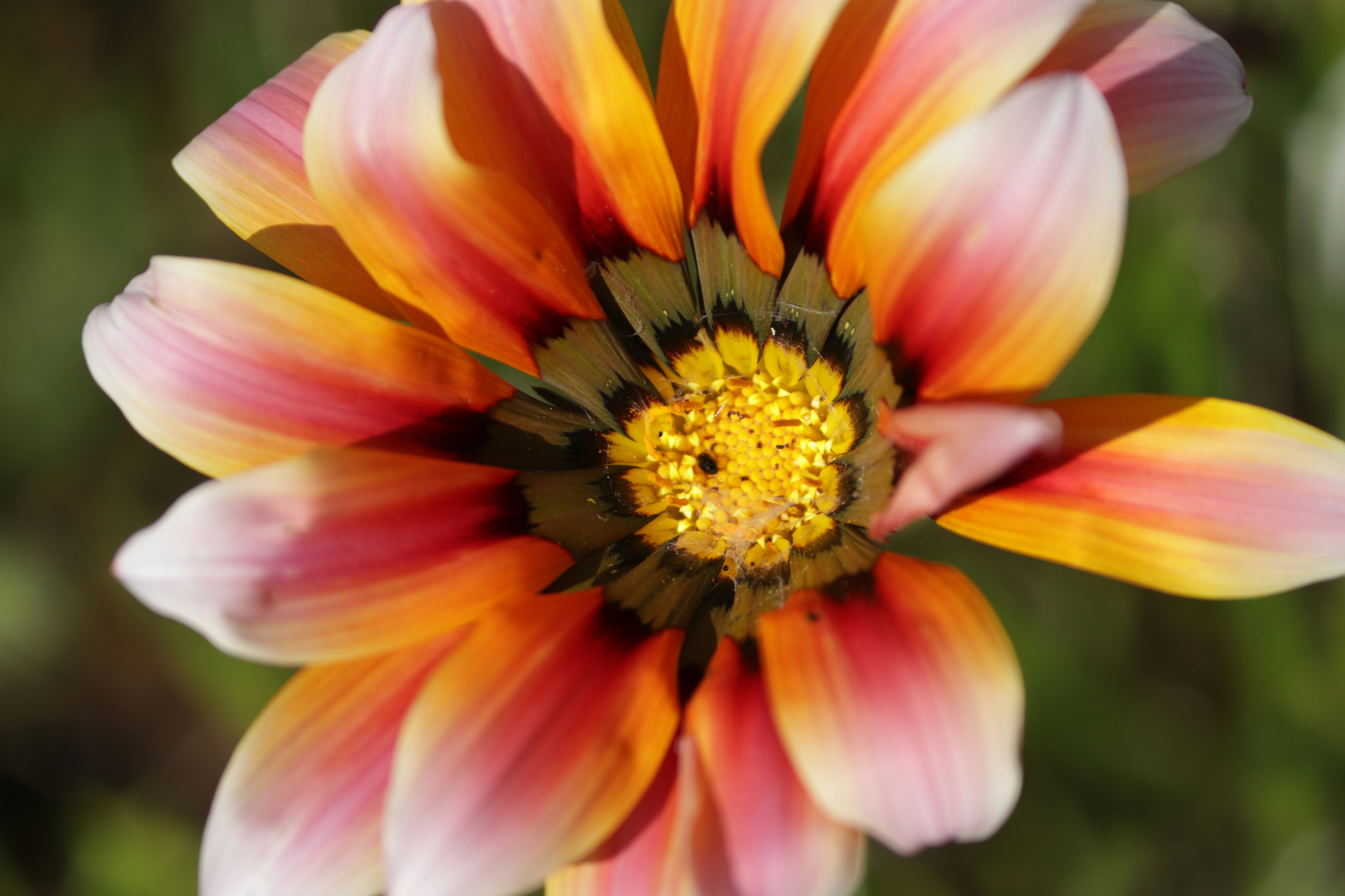 Photo by anykikiphotography