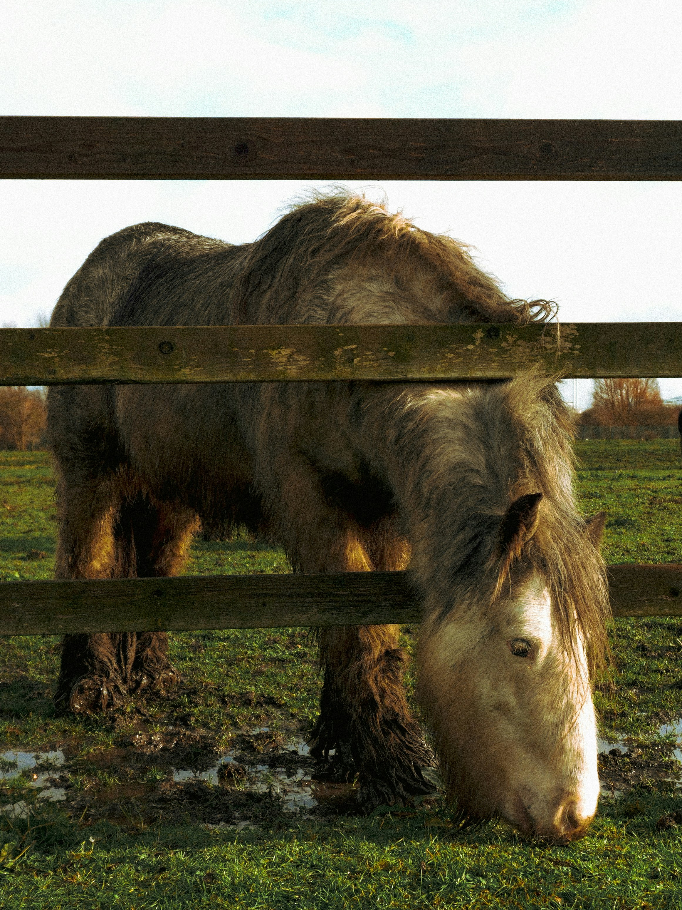Un cheval broute derrière une clôture en bois.