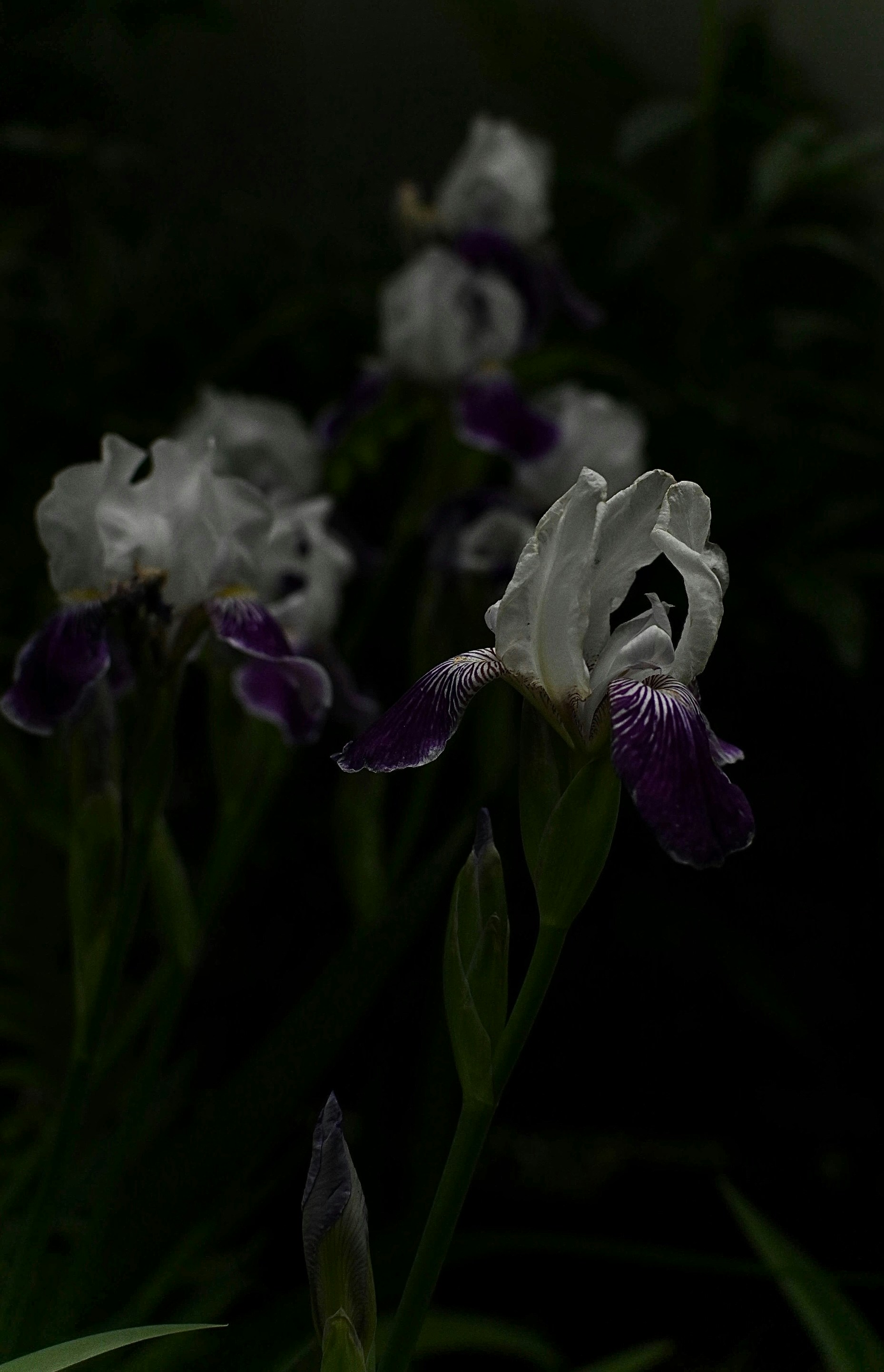 White and purple irises blooming.
