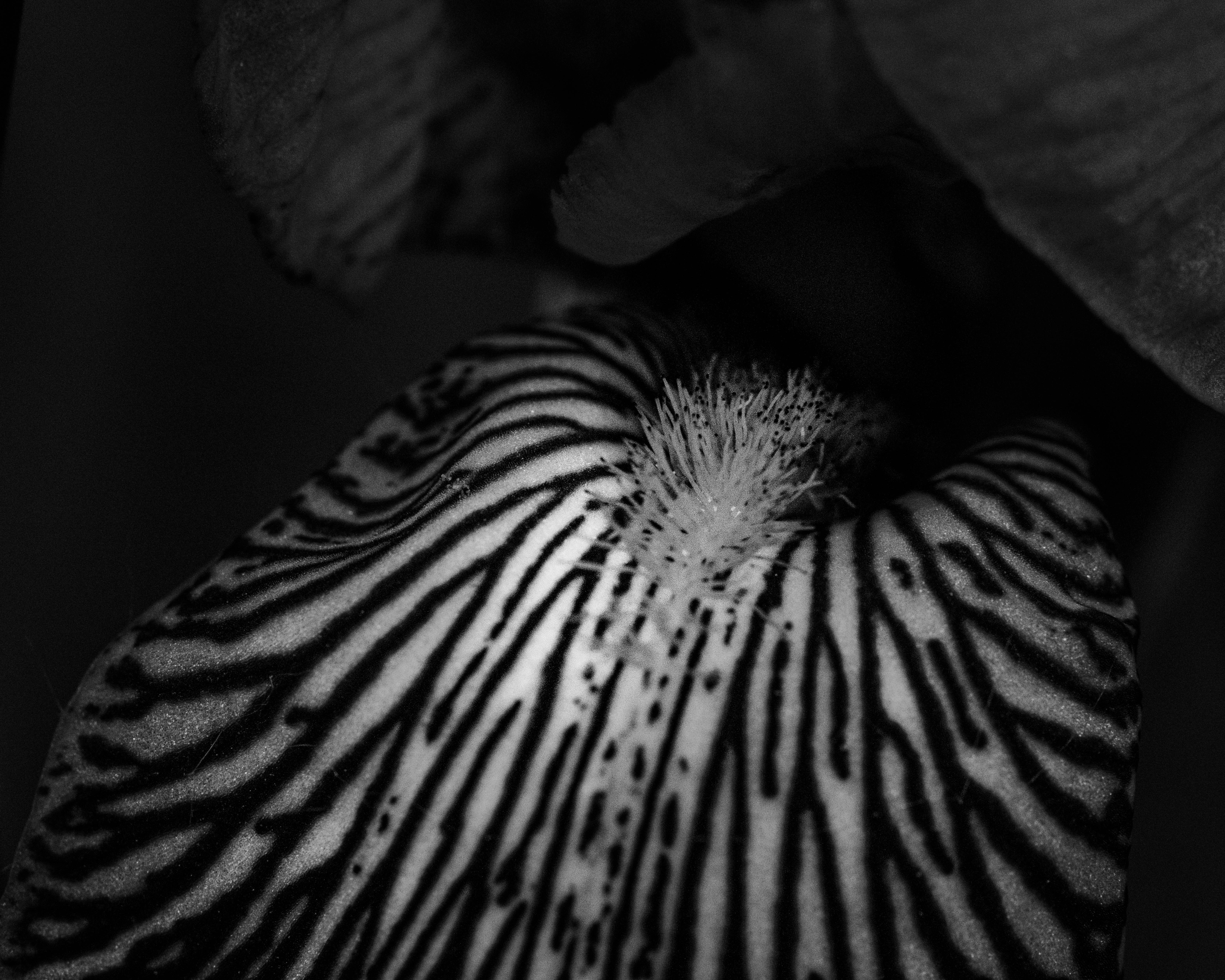 A textured petal with a close-up view.