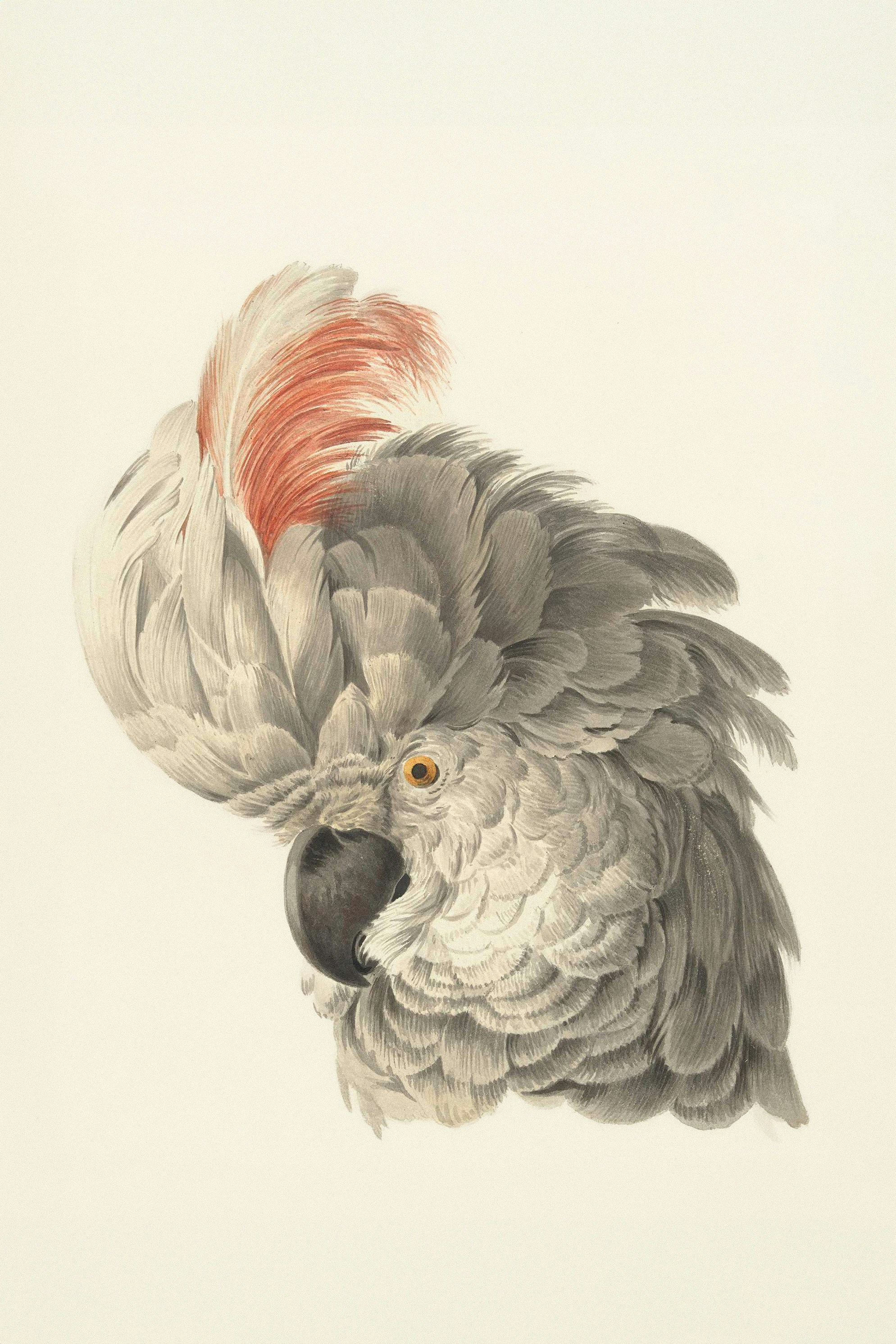 Der Kopf eines Kakadu mit einem rosa Wappen