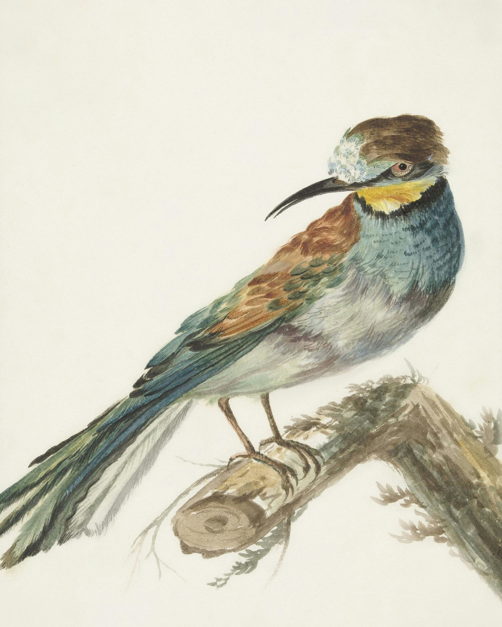 Ein farbenfroher Vogel, der auf einem Ast saß