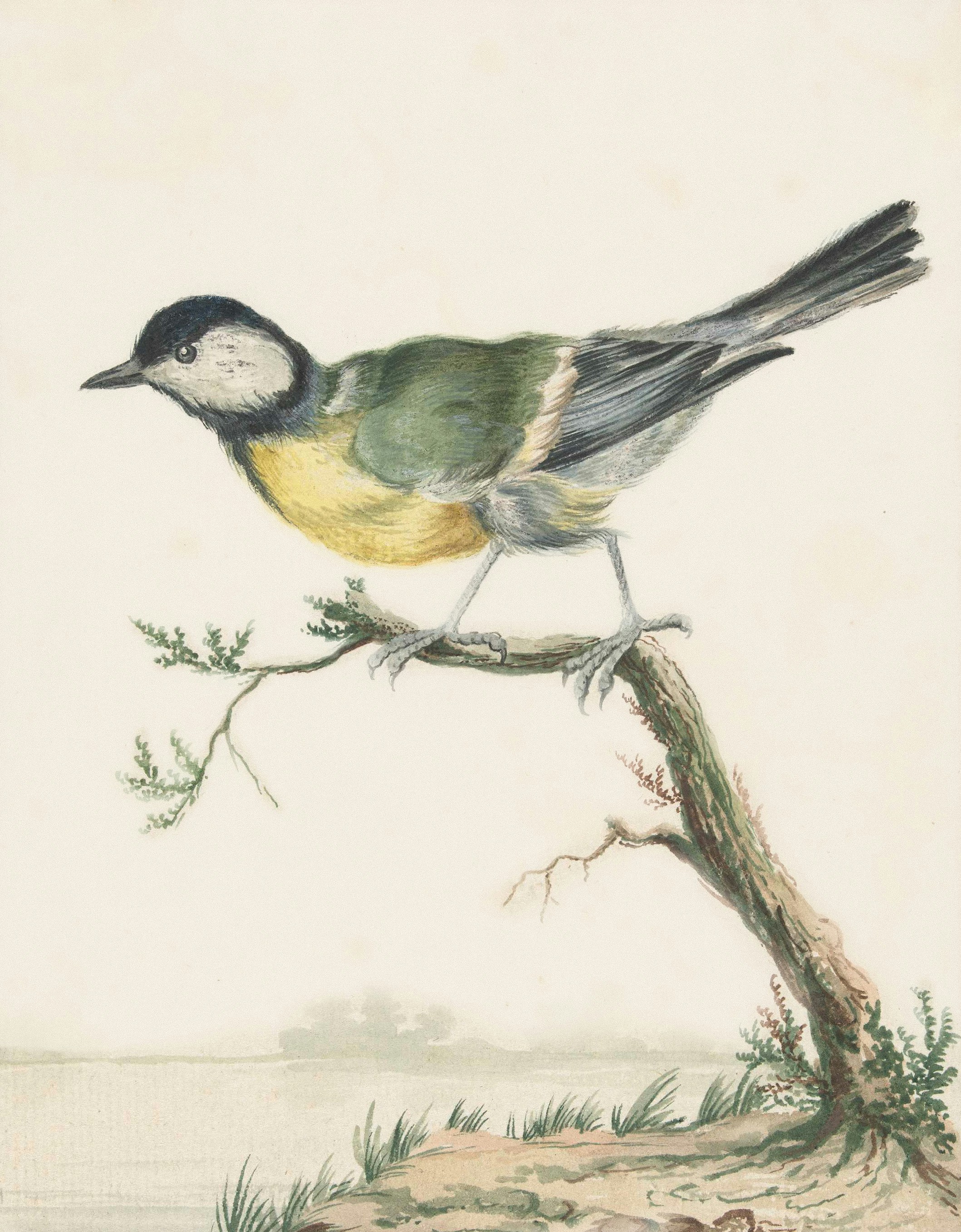 Ein Mäusevogel saß auf einem Ast.