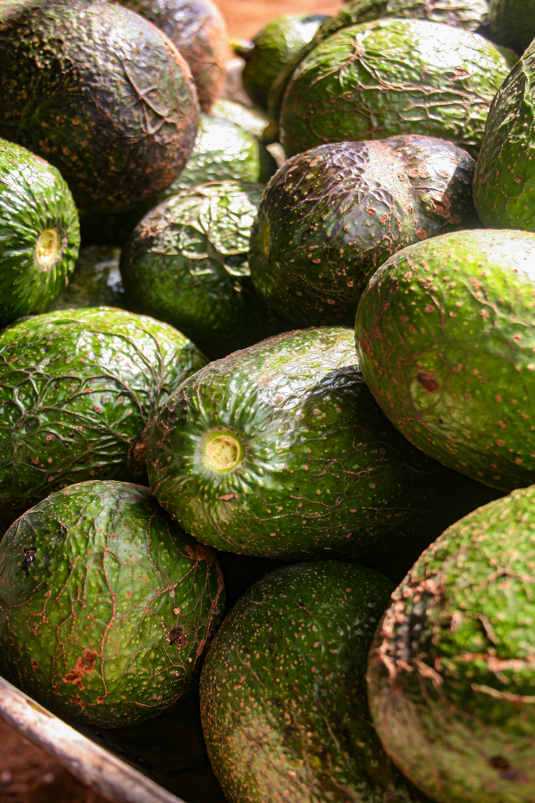 A pile of fresh green avocados — the iconic Mexico-origin winter crop crossing at Pharr and Laredo
