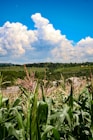 Cornfield view with puffy clouds and blue skies.