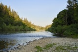River flowing between lush green trees.
