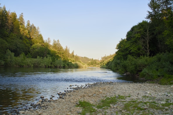 River flowing between lush green trees.