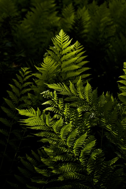 Green ferns stand out against the dark background.