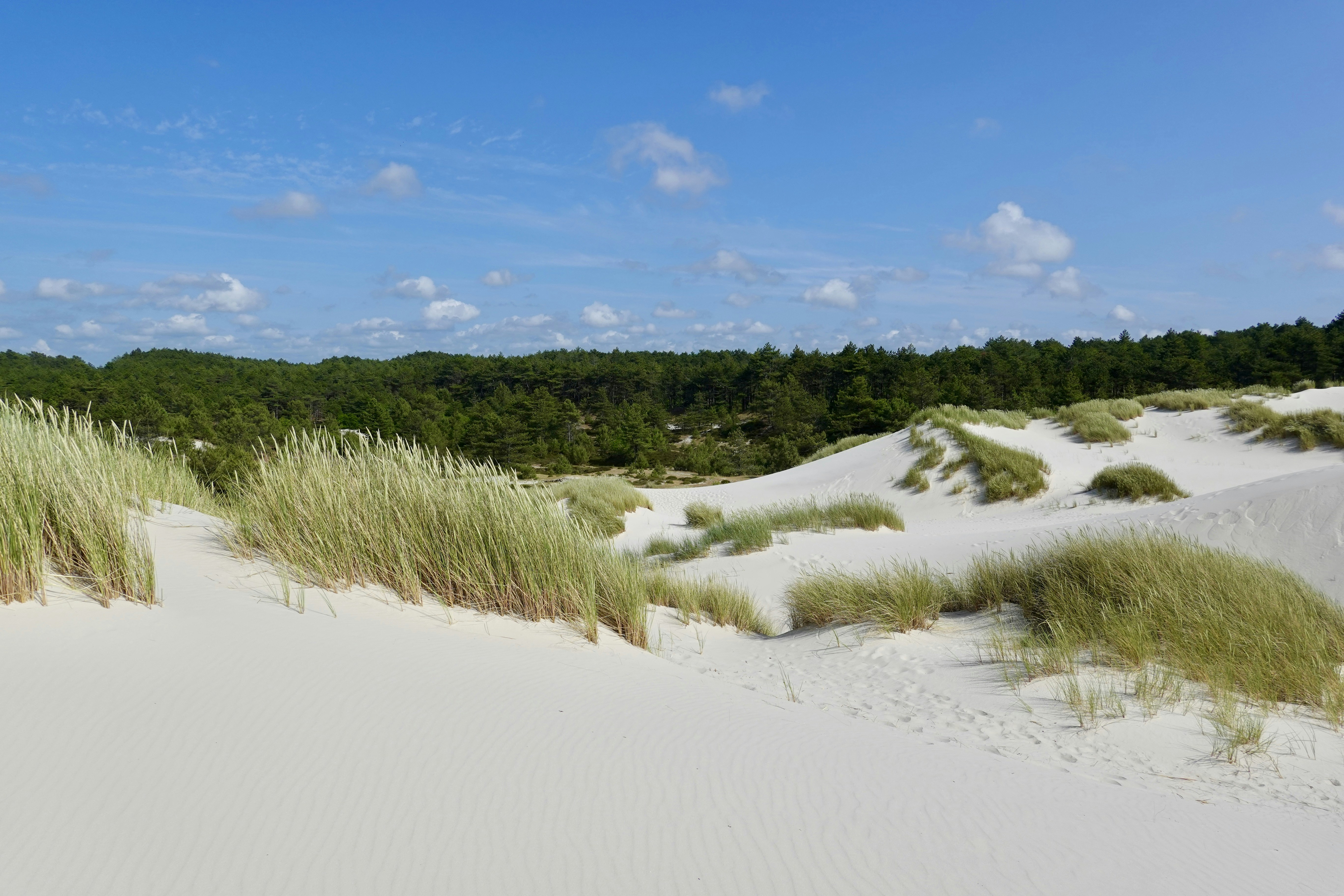 Dynamic sand dunes with marram grass and a pine tree forest in the background at the mid dunes area.
