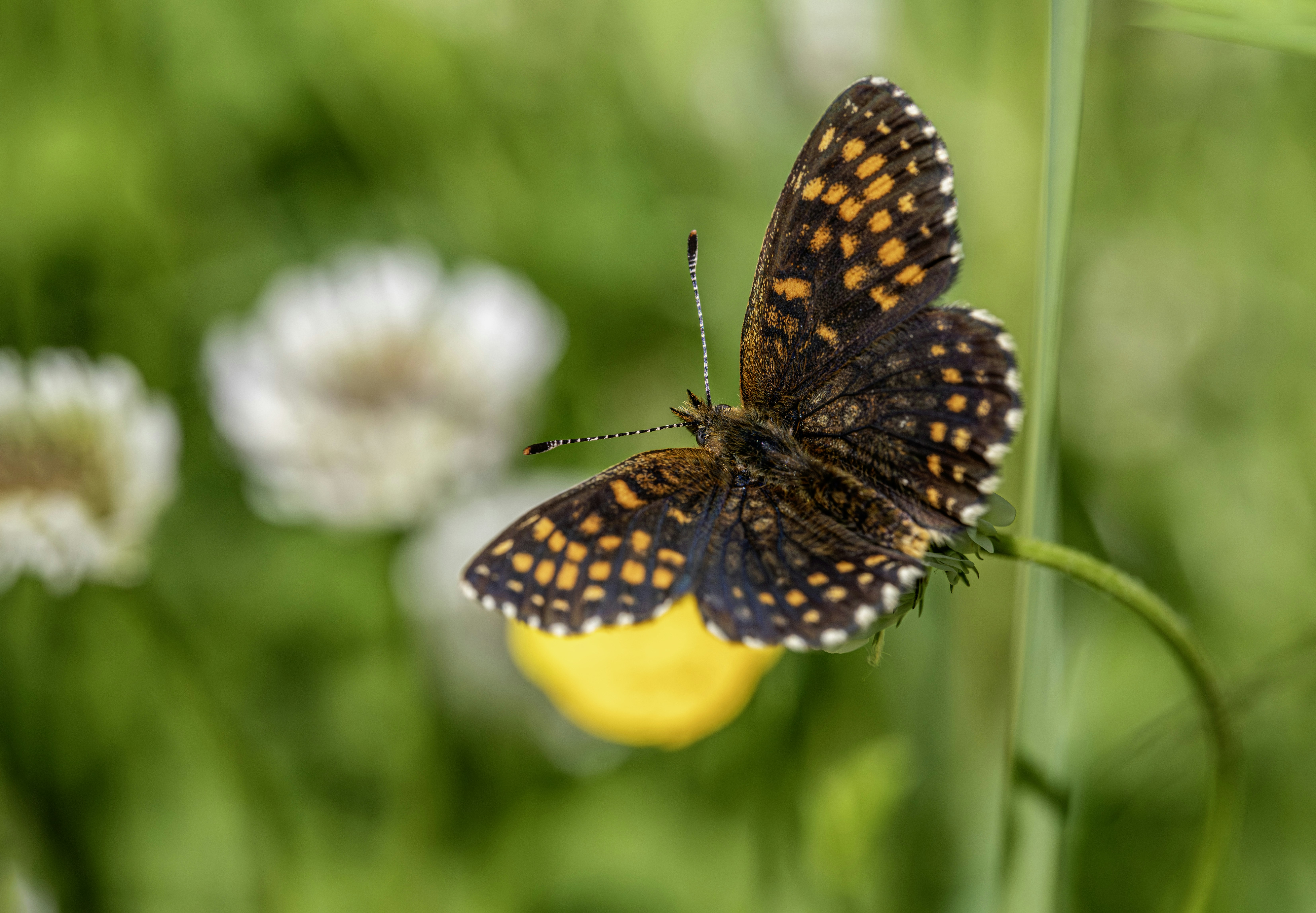 Photo by erik_karits