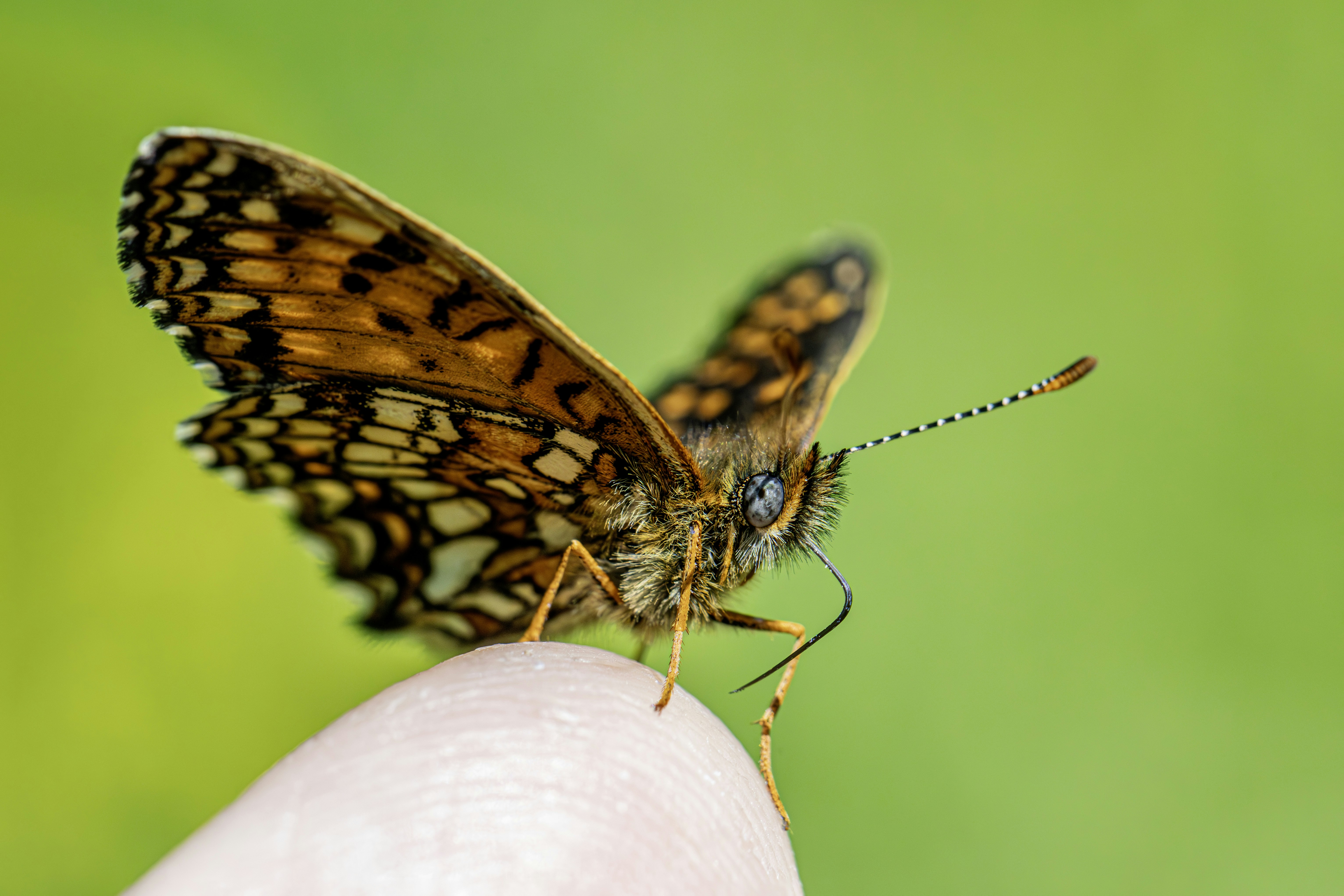 A colorful butterfly rests on a finger.