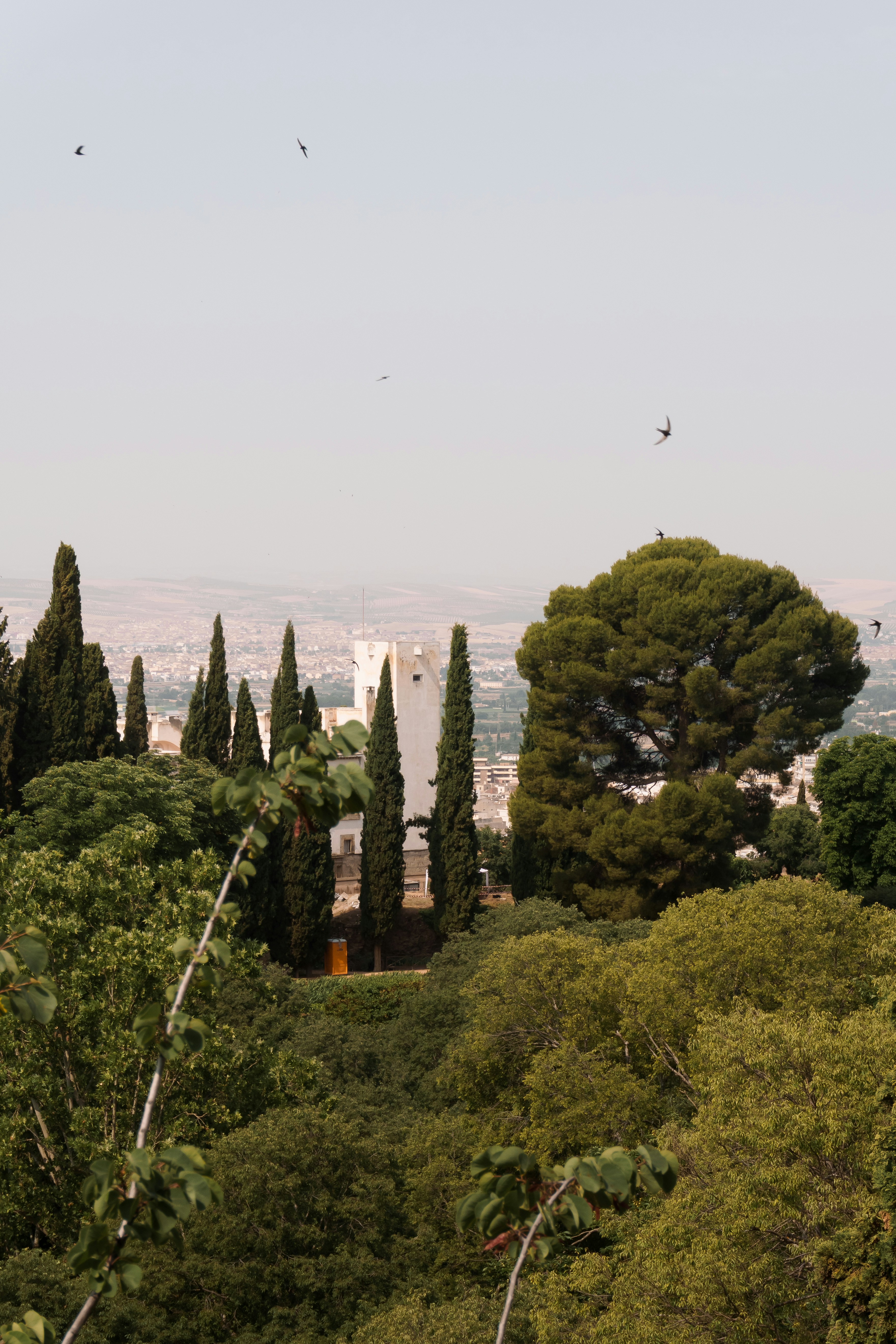 遠くの白い建物とスカイラインを囲む木々。