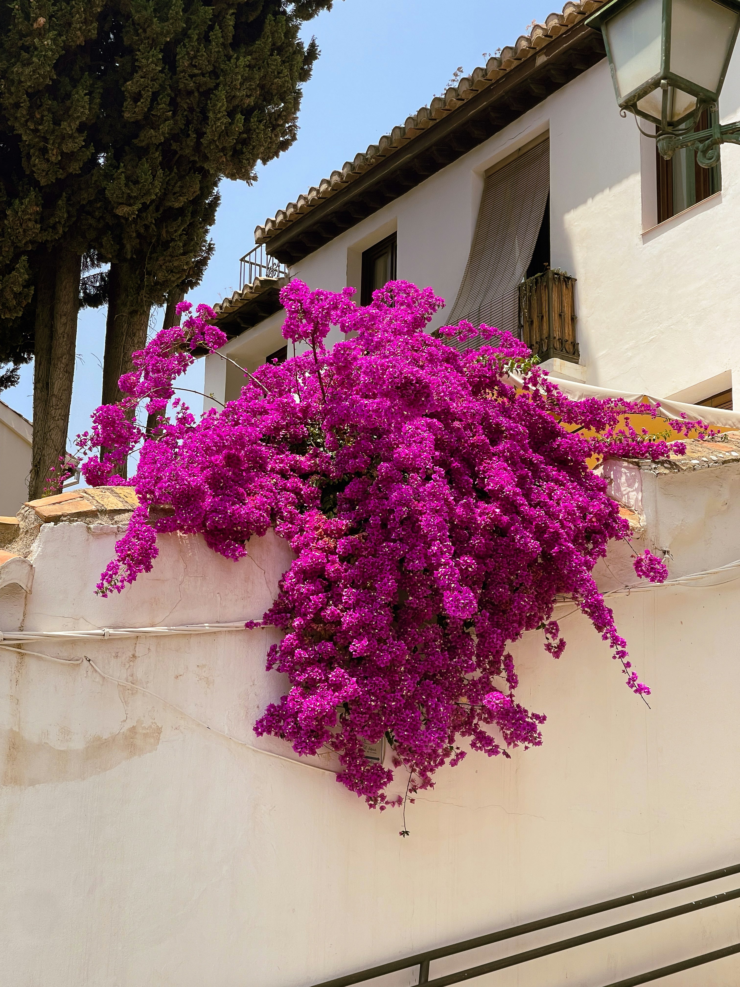 白い壁にピンクの花が流れ落ちます。