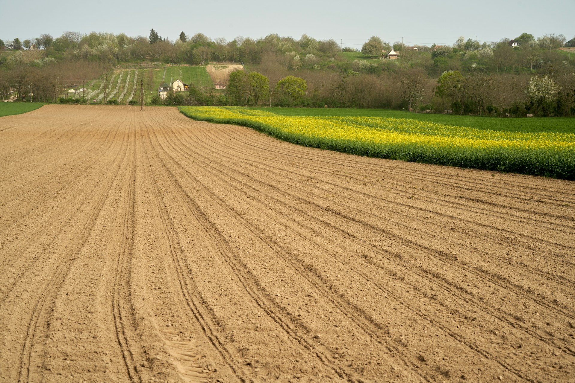 A plowed field borders a blooming, yellow field.