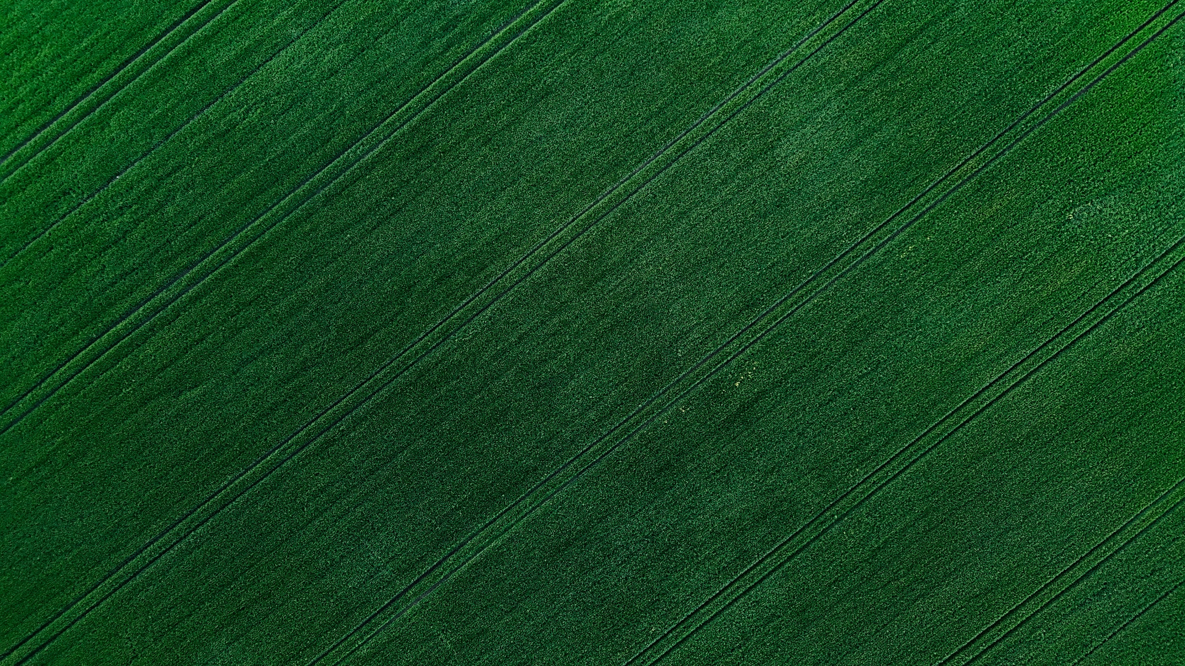 Green field with lines.