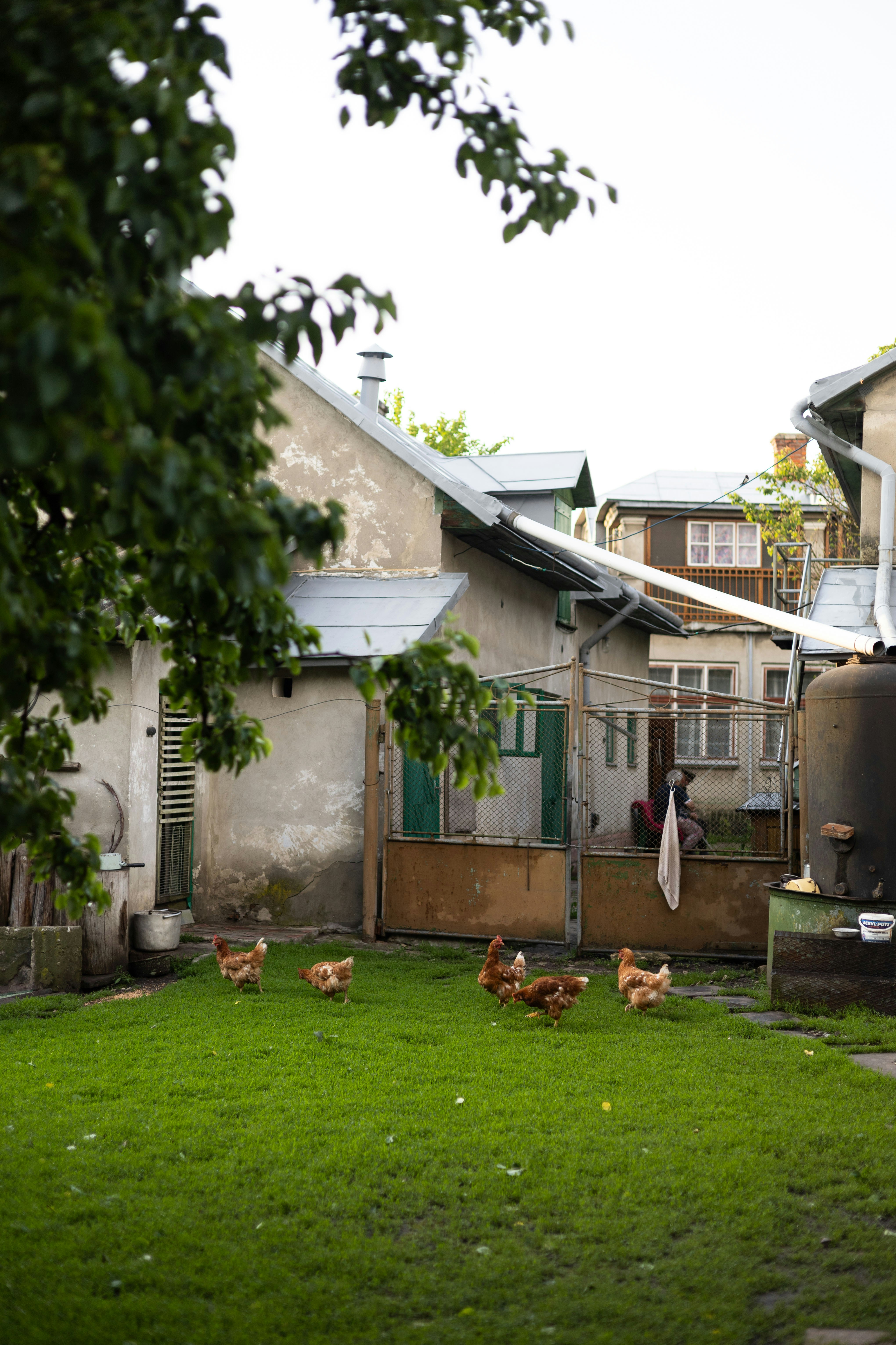 Backyard chickens grazing on green grass