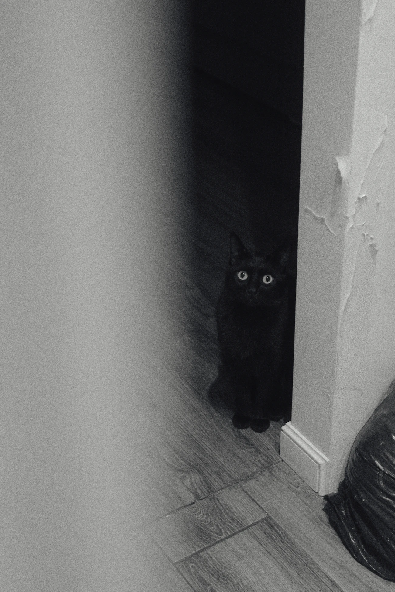 暗い廊下の隅からこちらを見る黒い猫