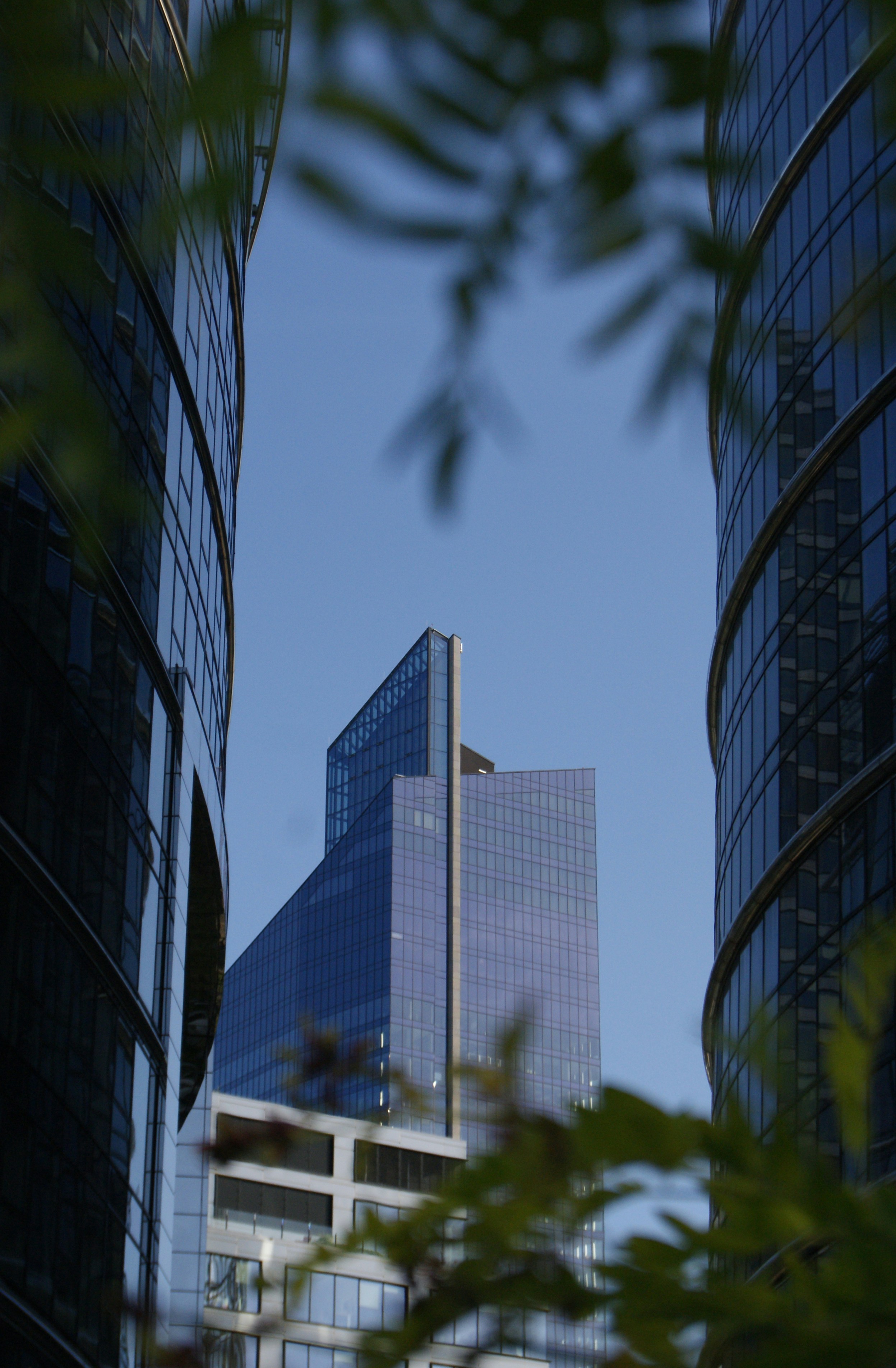 青空を背景に葉に囲まれた高層ビル。