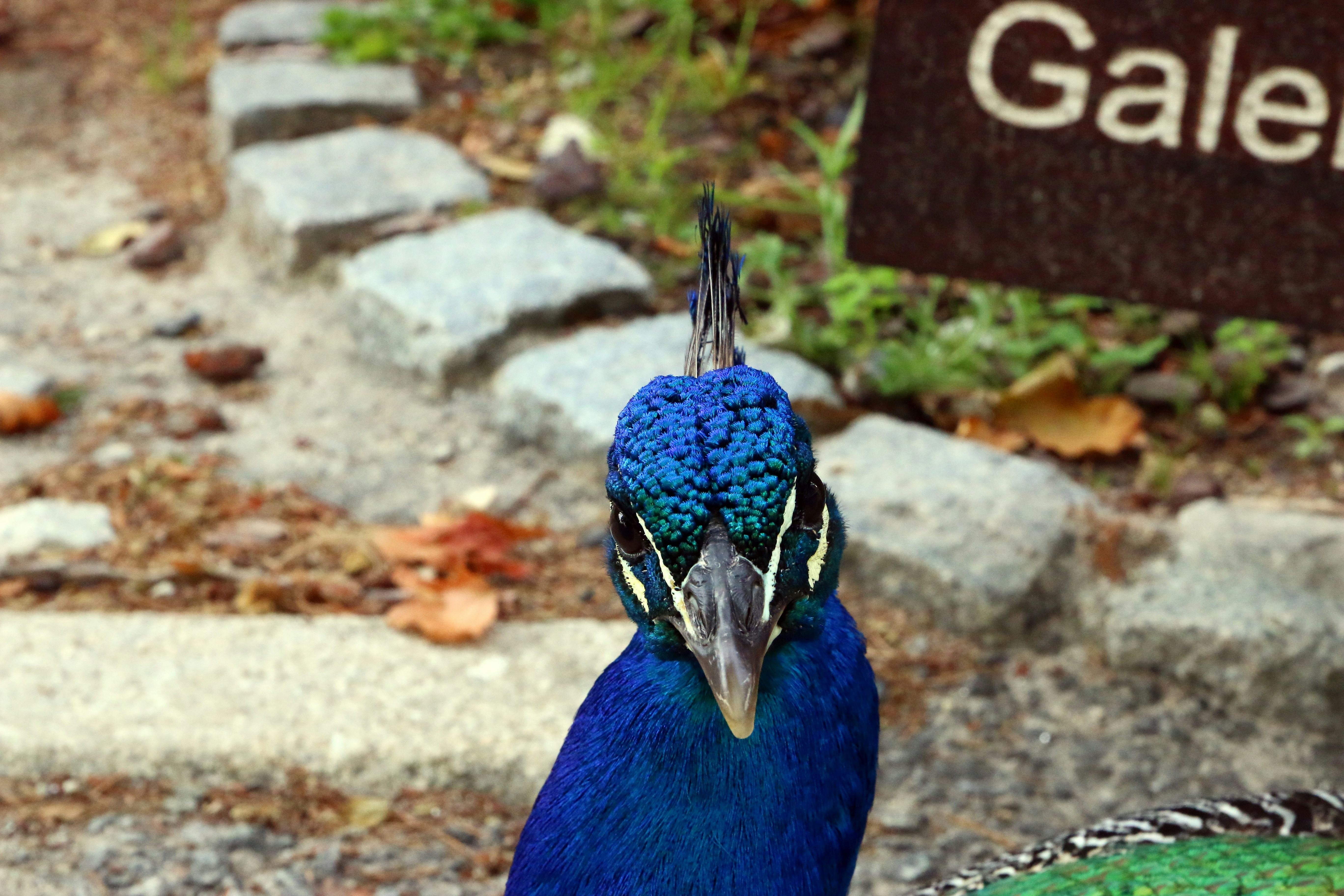 A blue peacock looks directly at the camera.