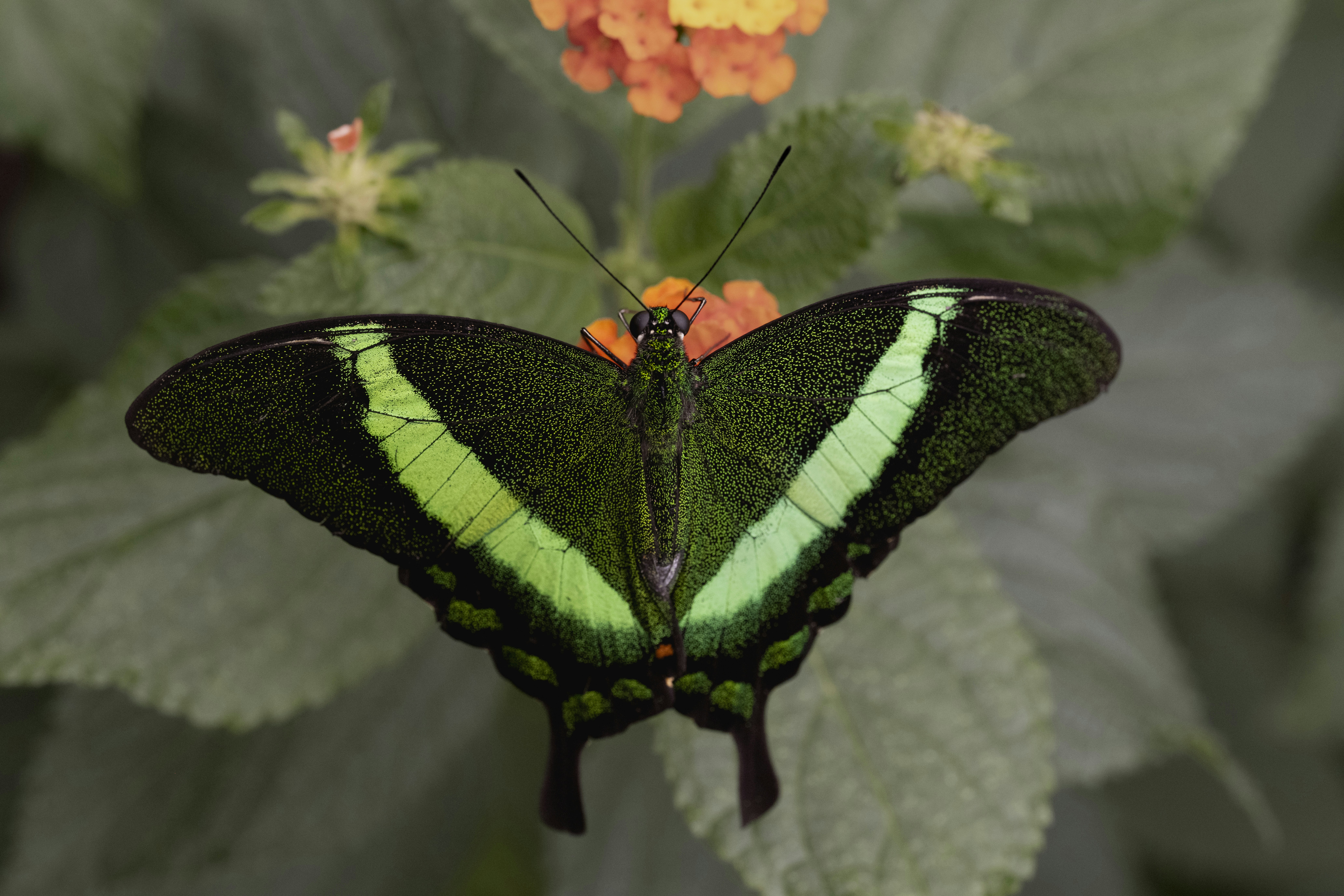 Una mariposa verde vibrante se posa sobre una flor.