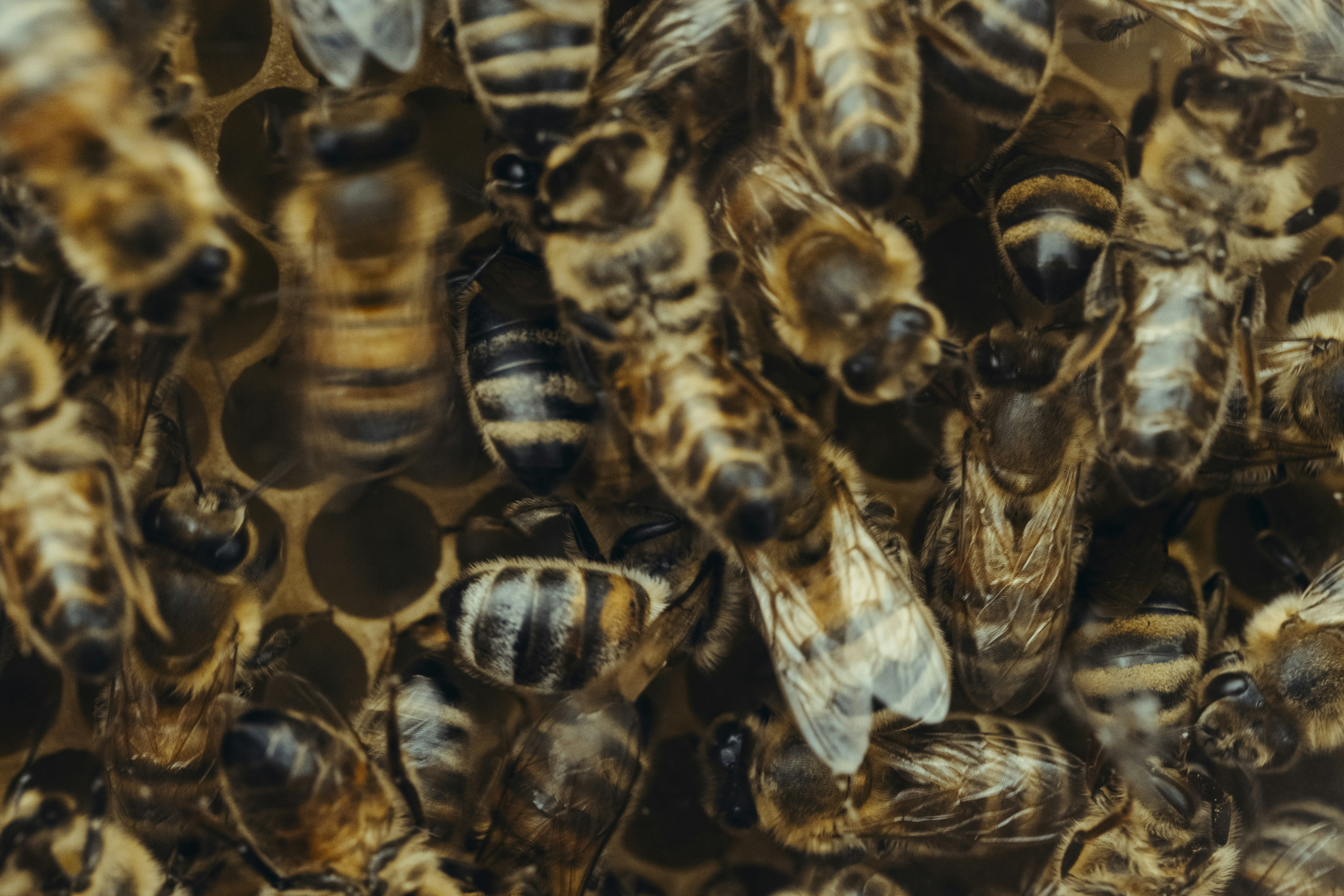 Las abejas se agrupan en un panal.