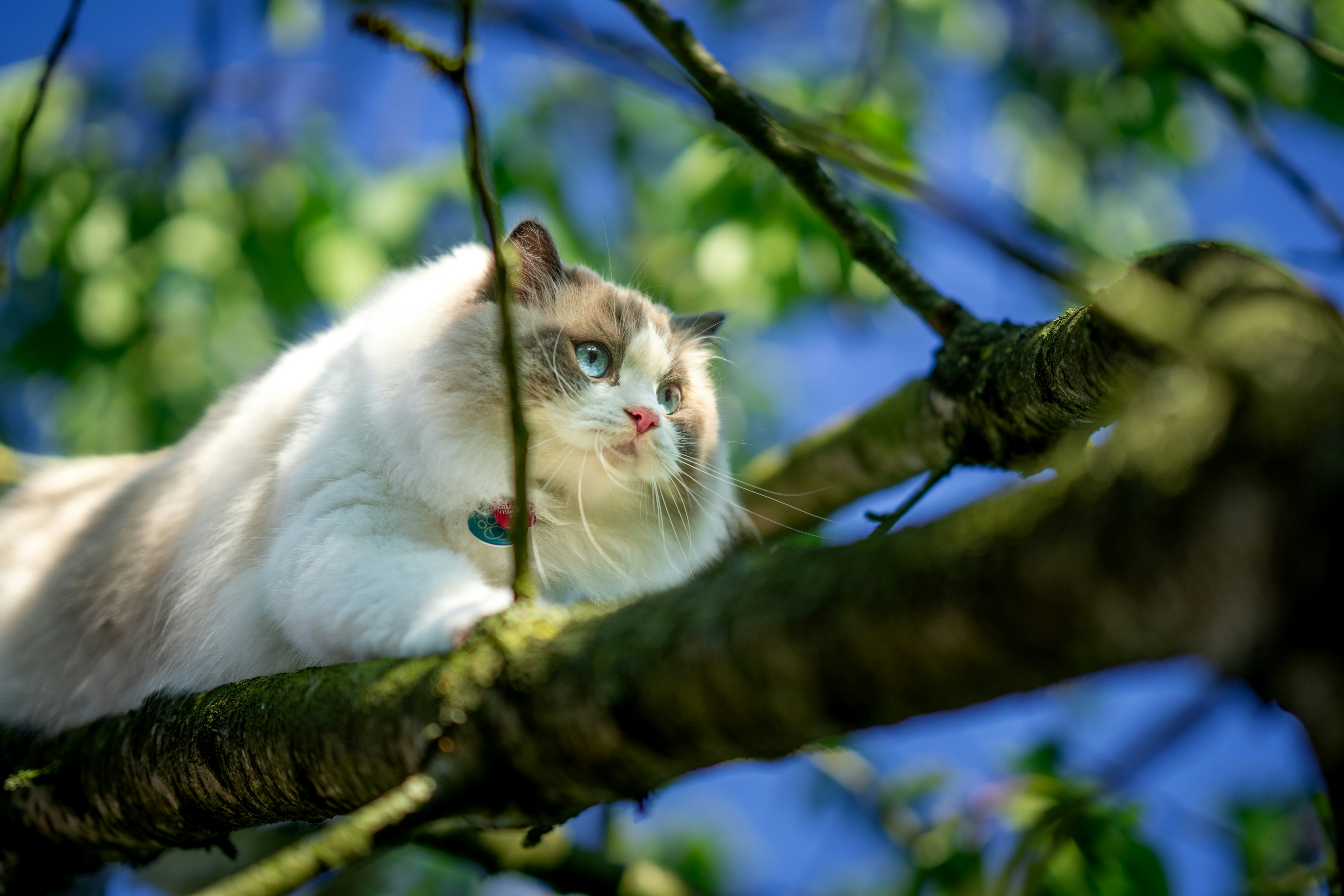 A fluffy cat relaxes on a tree branch.
