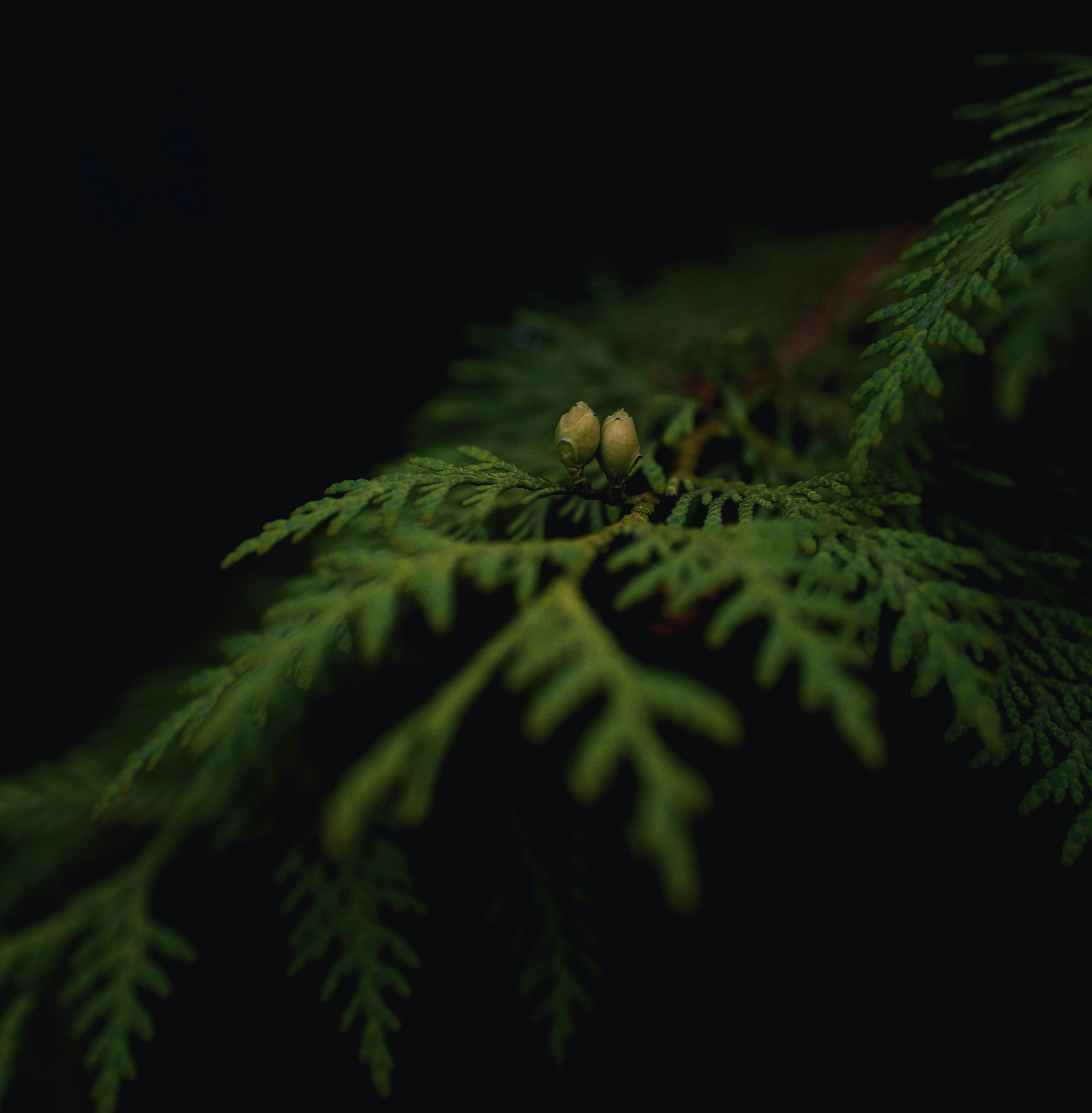 Photo by hellaren