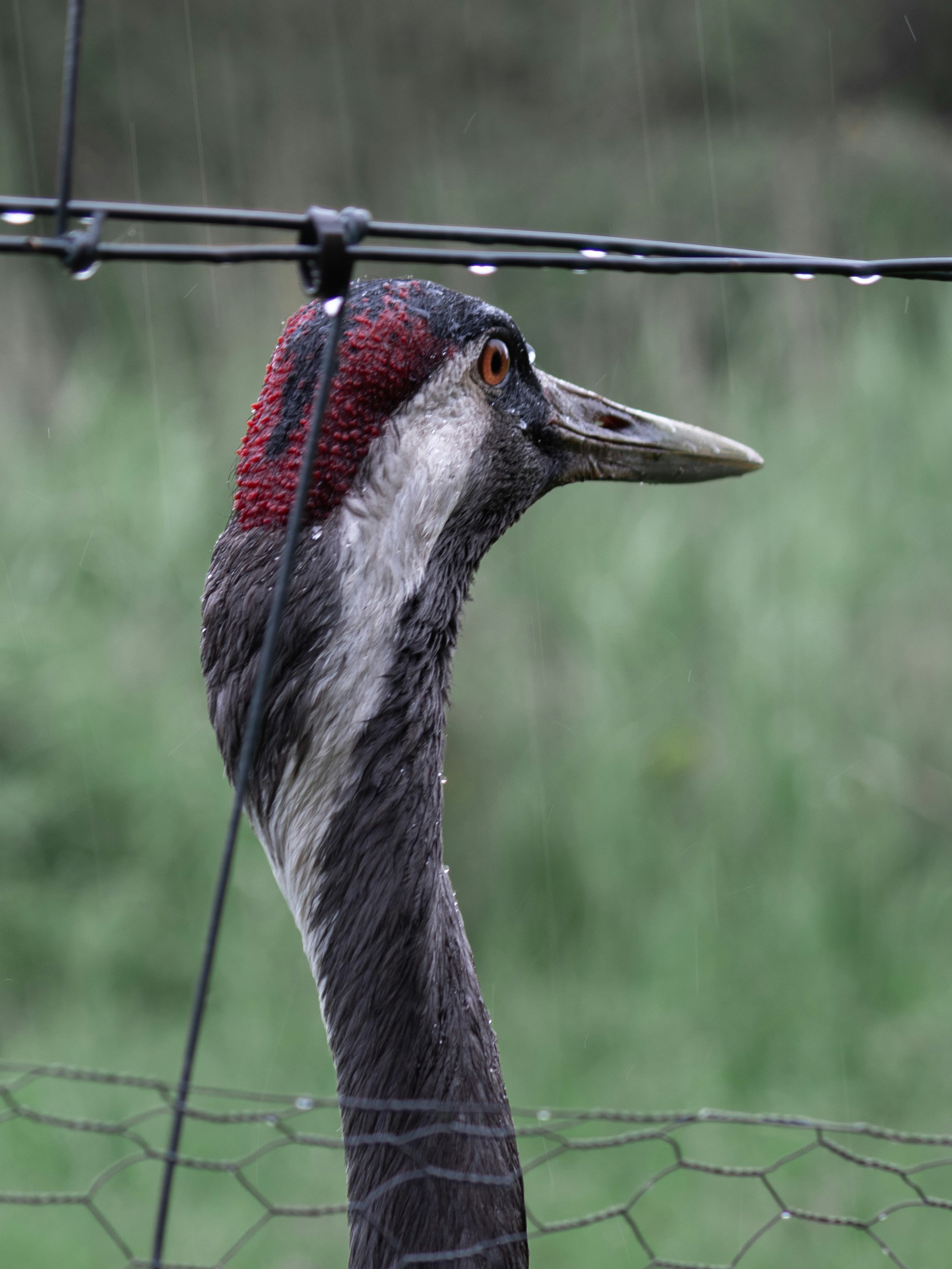 A crane looks through a fence in the rain.