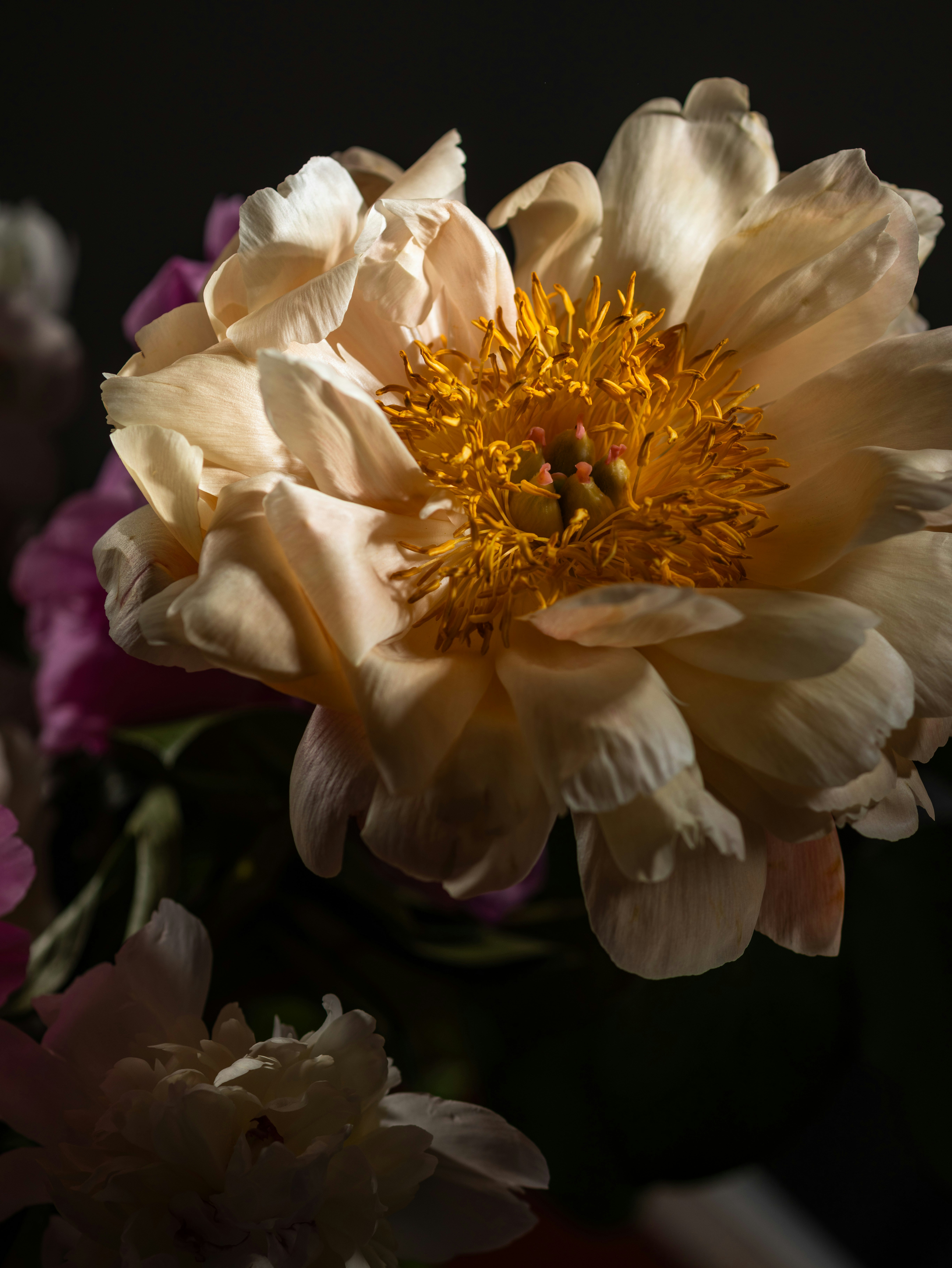 Una fotografía en primer plano muestra una hermosa peonía en flor.