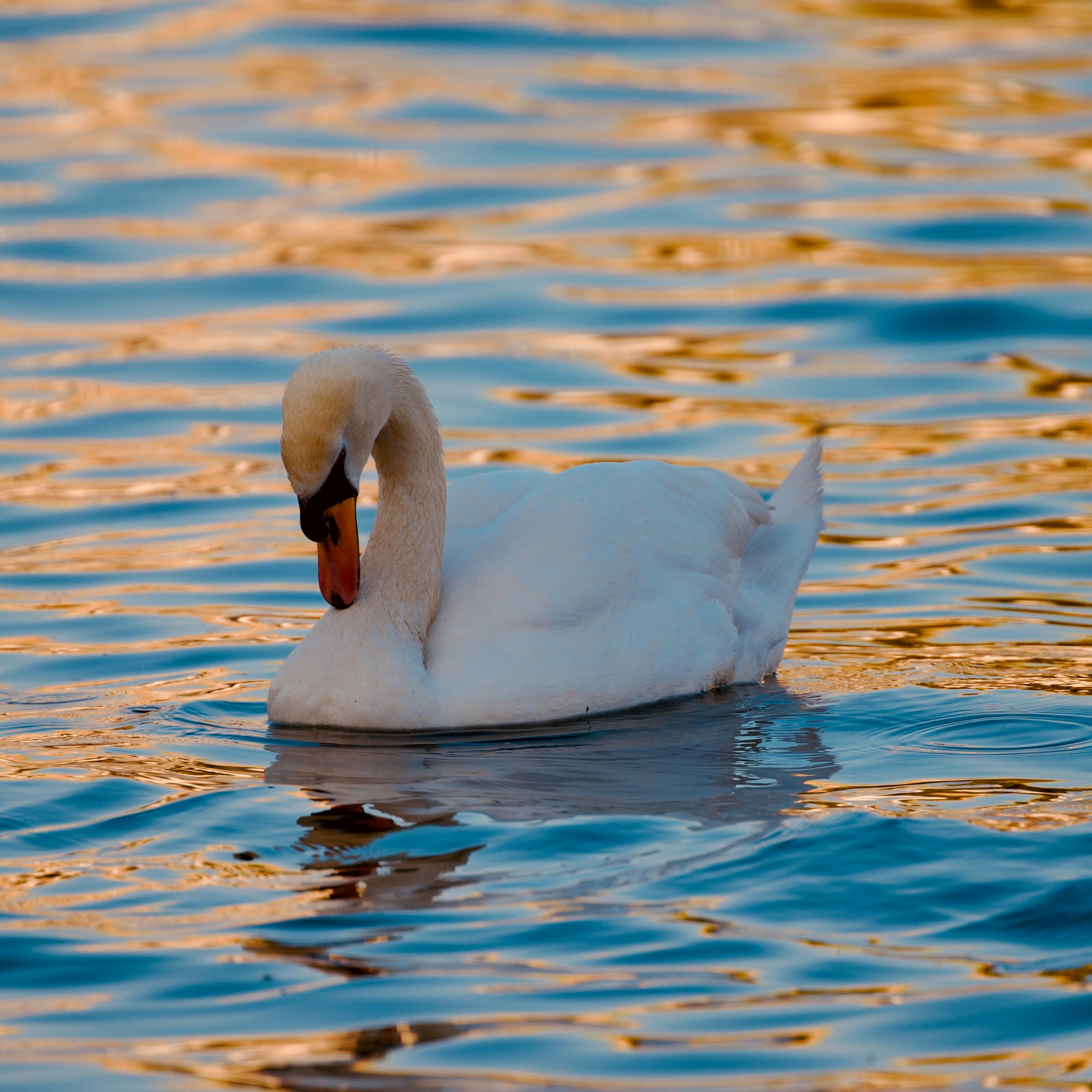 A swan glides gracefully across the water.