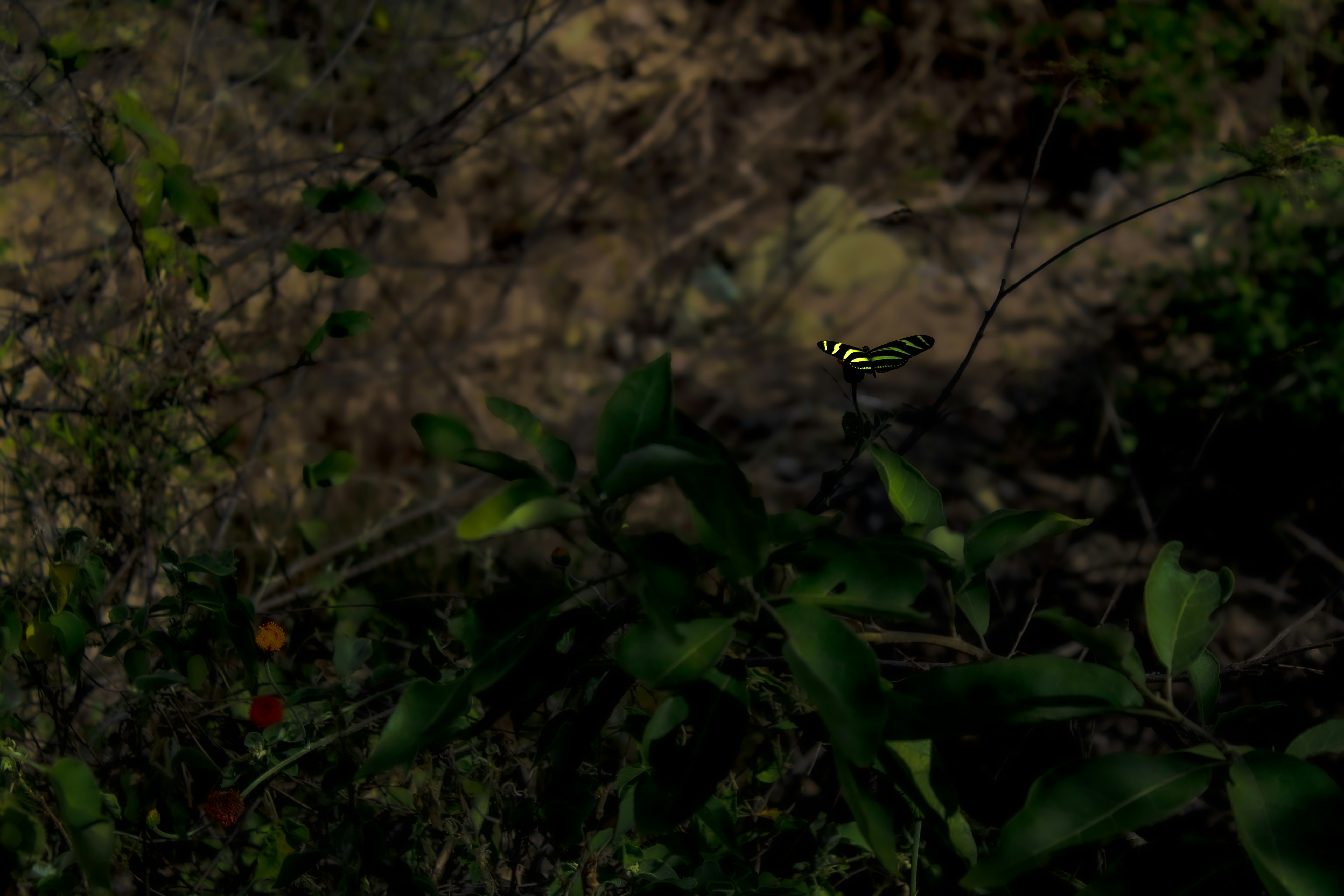 Photo by thalittlemarc