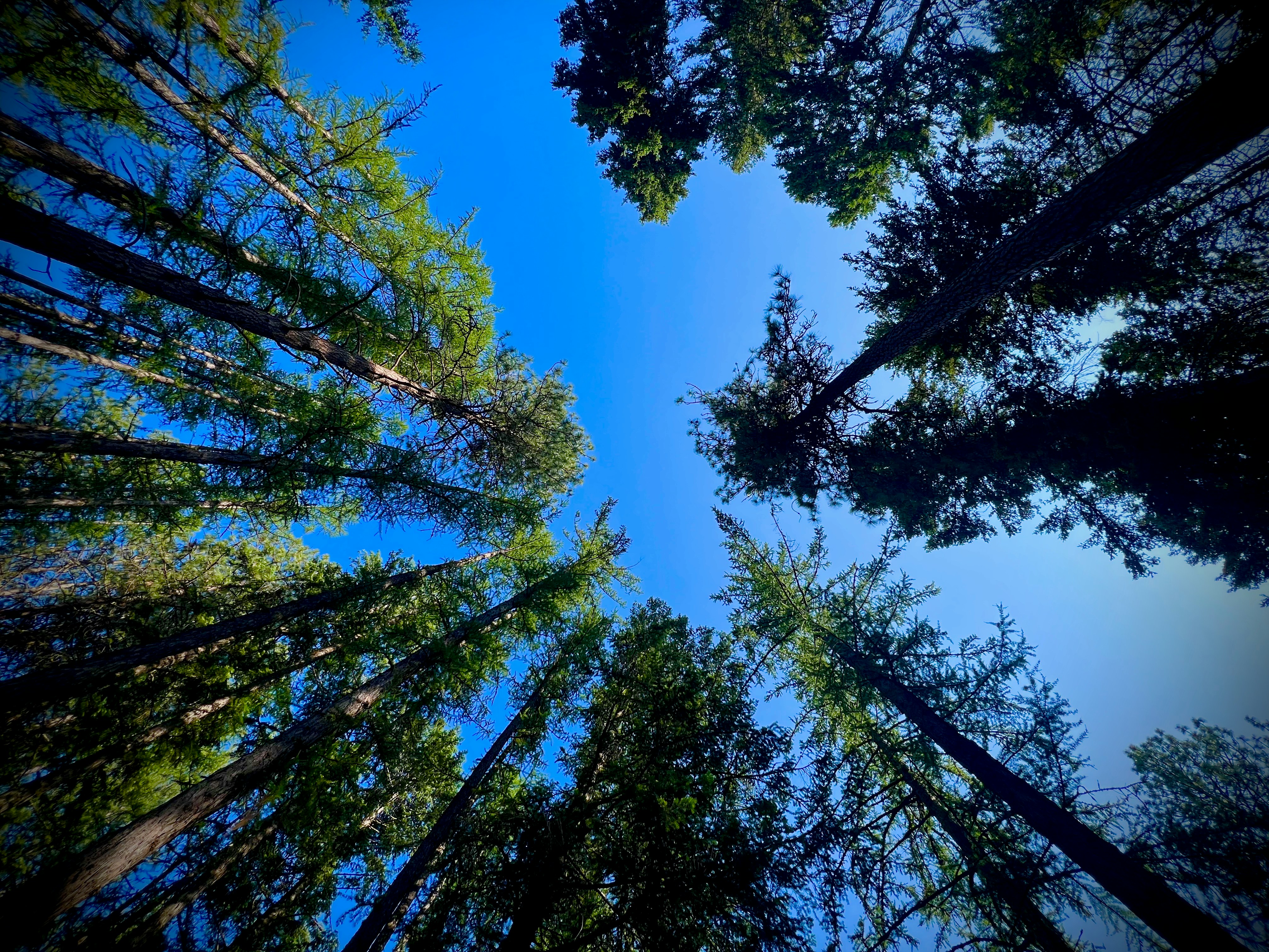 Photo by city2forest