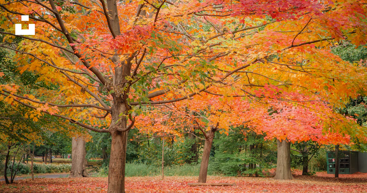 Autumn trees with colorful leaves fill the park. photo – Free Fall ...