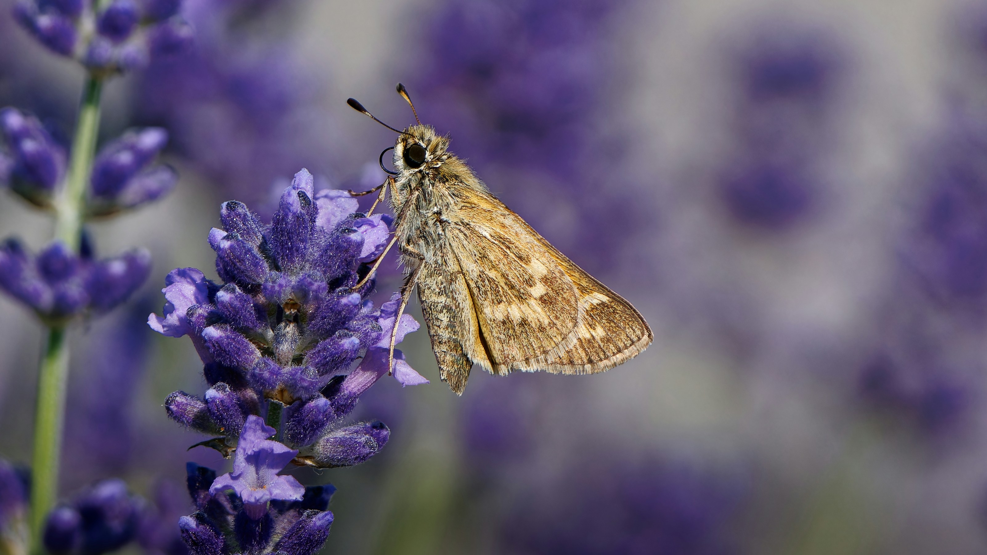 A butterfly rests on a lavender flower.