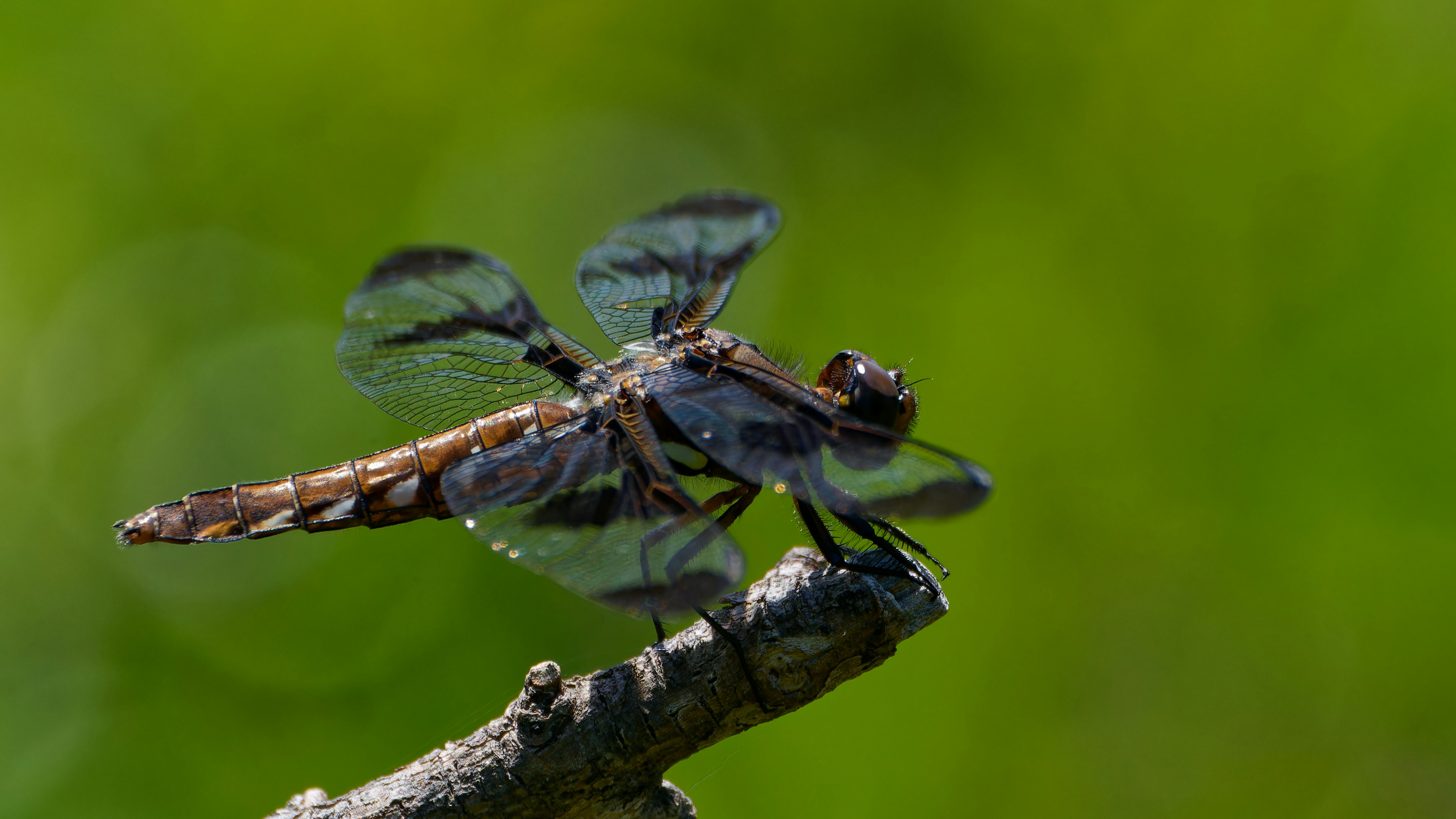 Photo by patrickbigelow_zoom_in