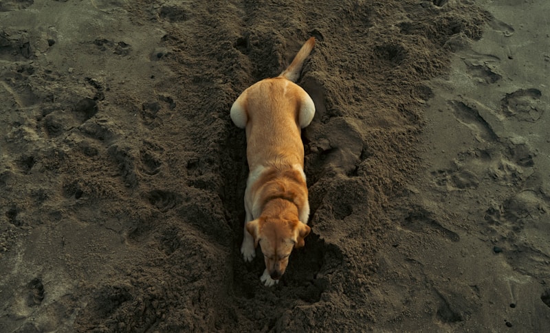 Dog digging in sand pit