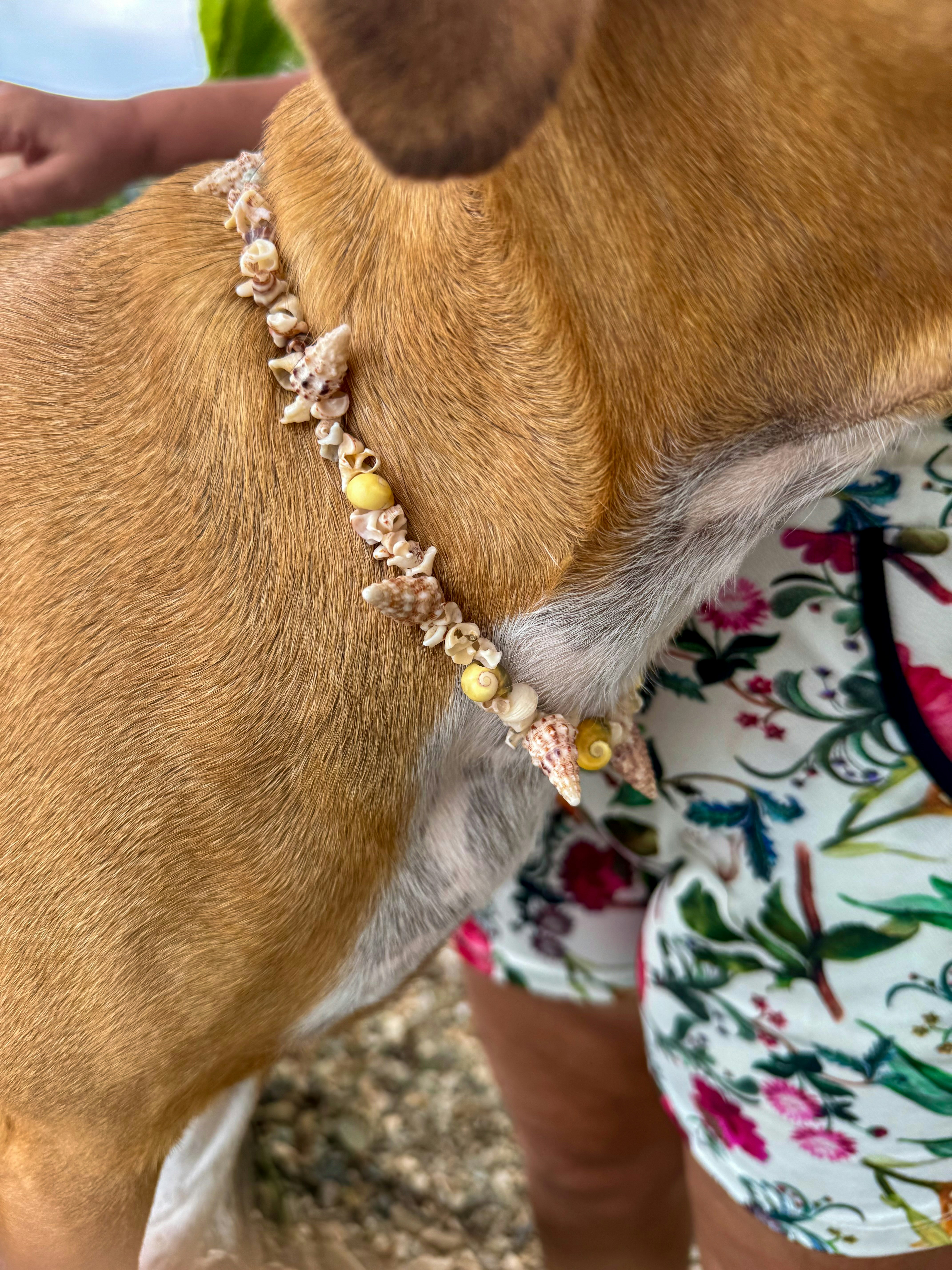 Dog with beach necklace.