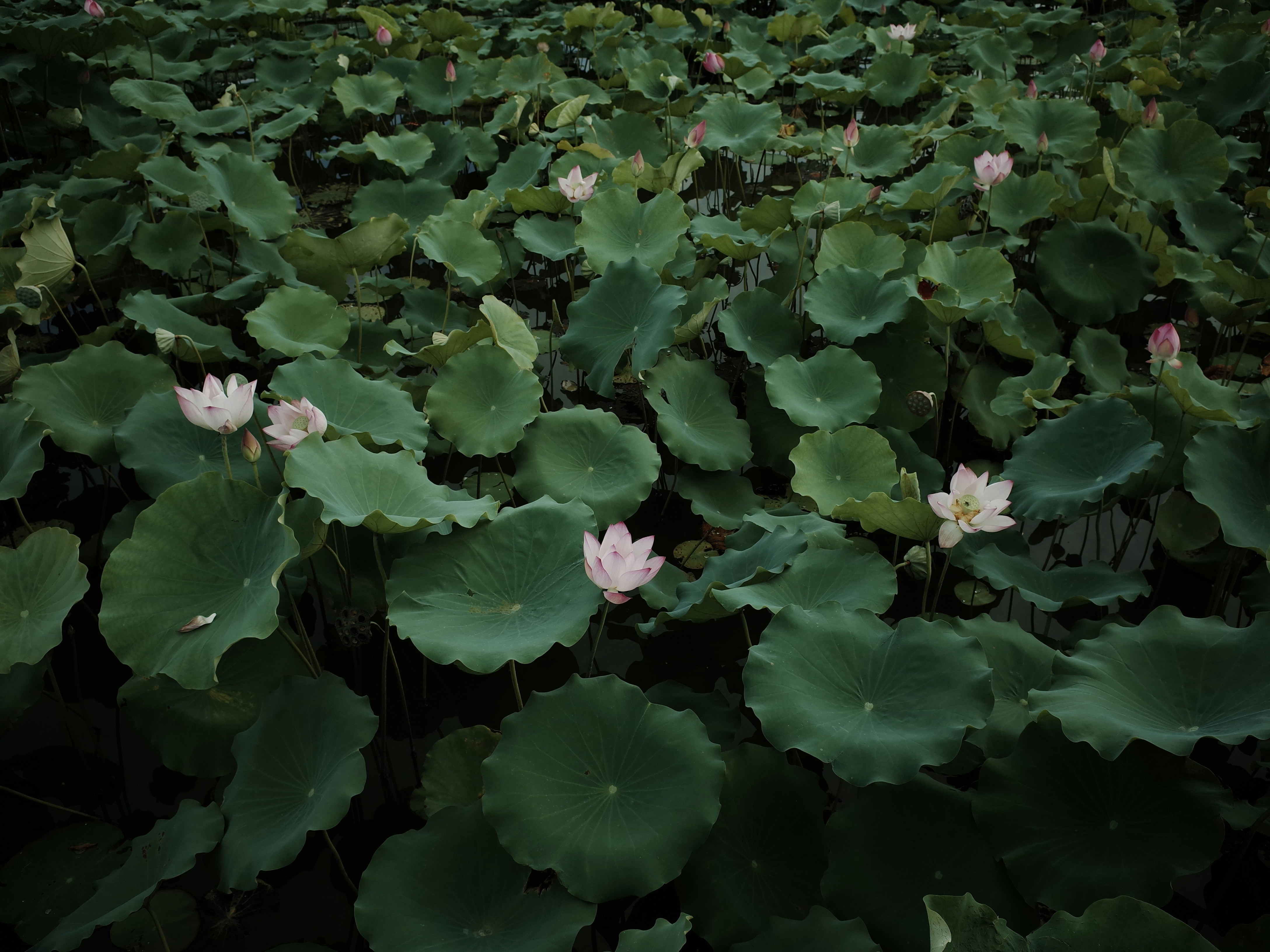 Photo by marinhaung