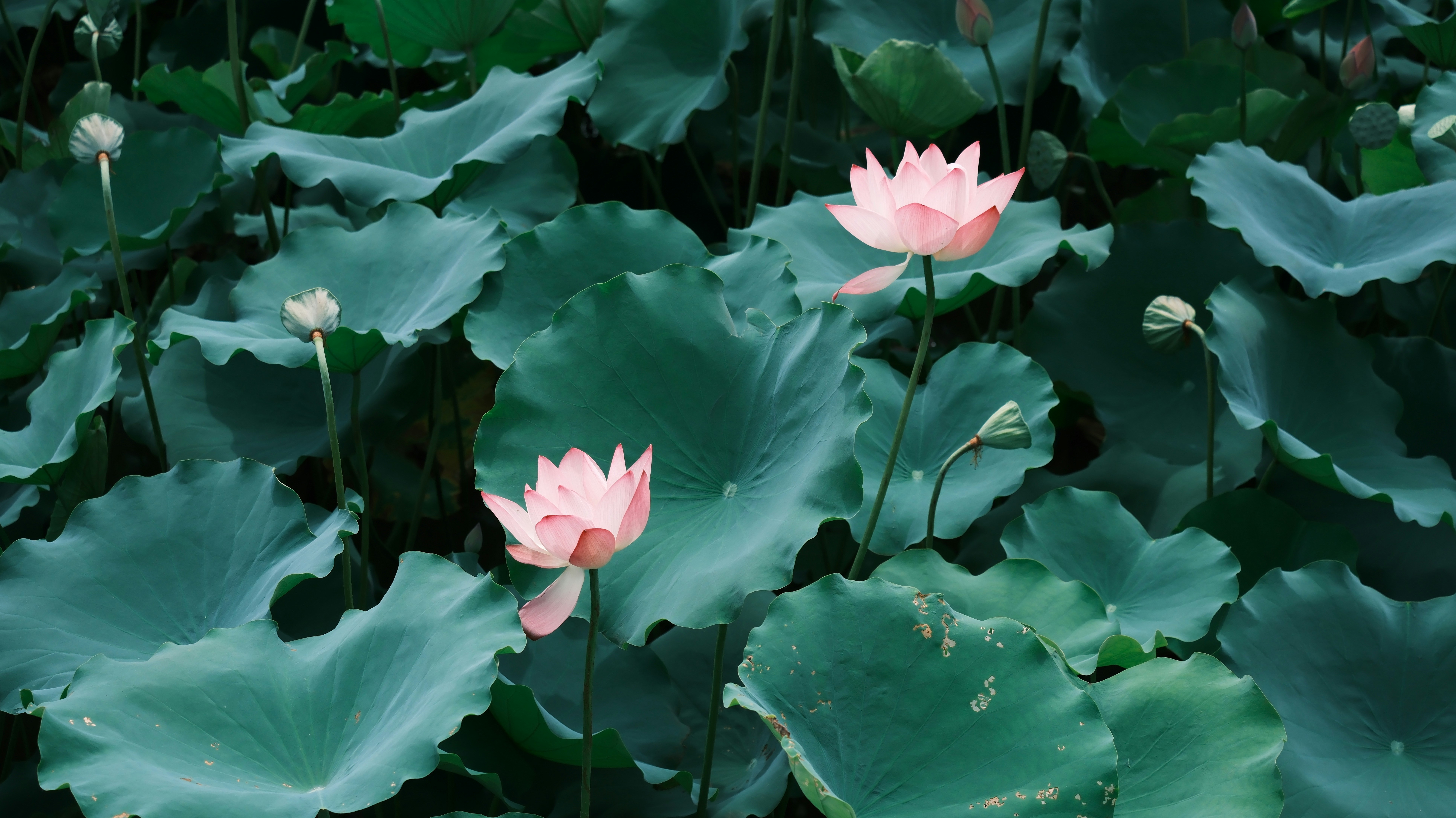 Photo by marinhaung