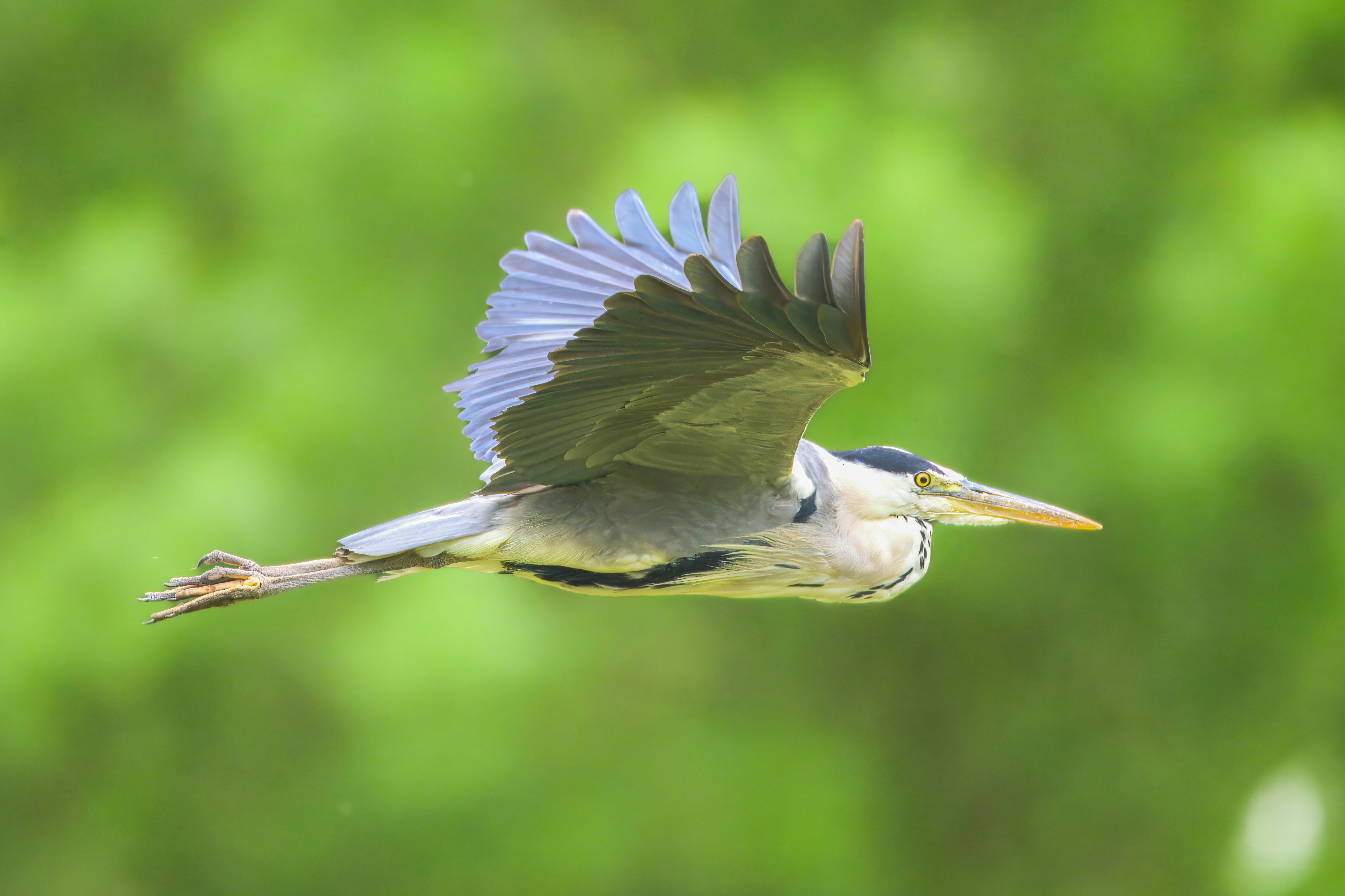 Photo by siegfriedpoepperl